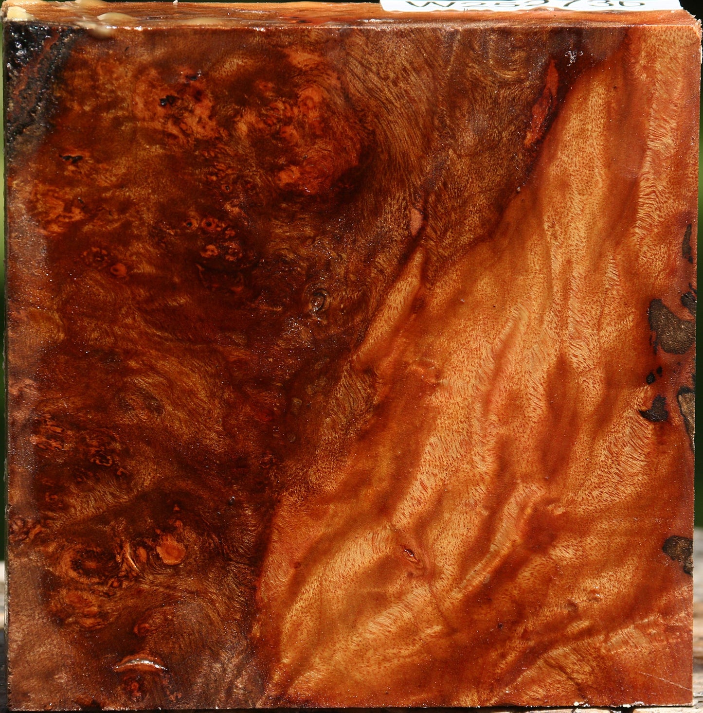 Camphor Burl Bowl Blank