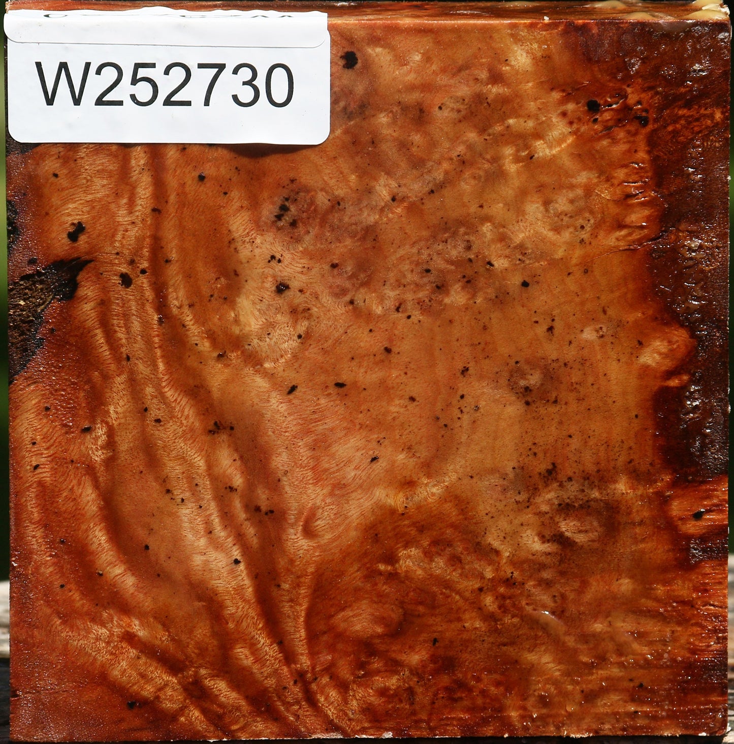 Camphor Burl Bowl Blank