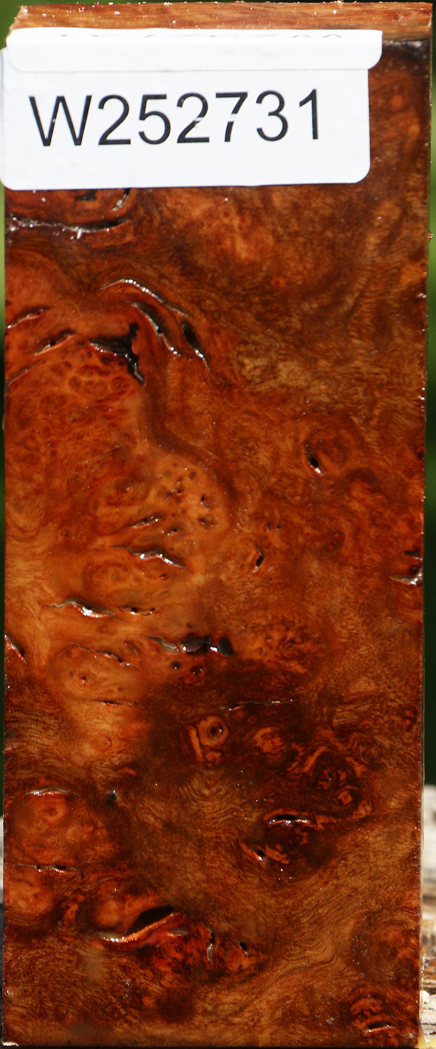 Rustic Camphor Burl Turning Square