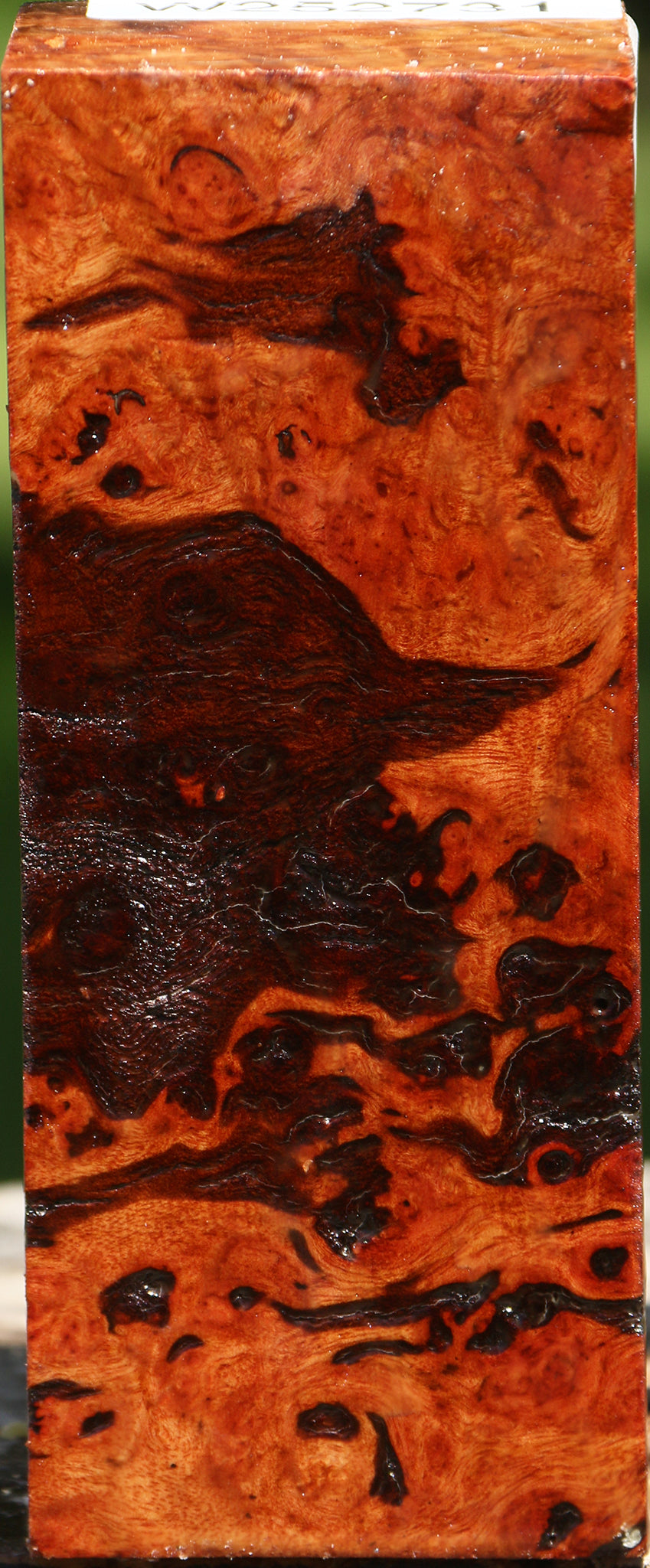 Rustic Camphor Burl Turning Square