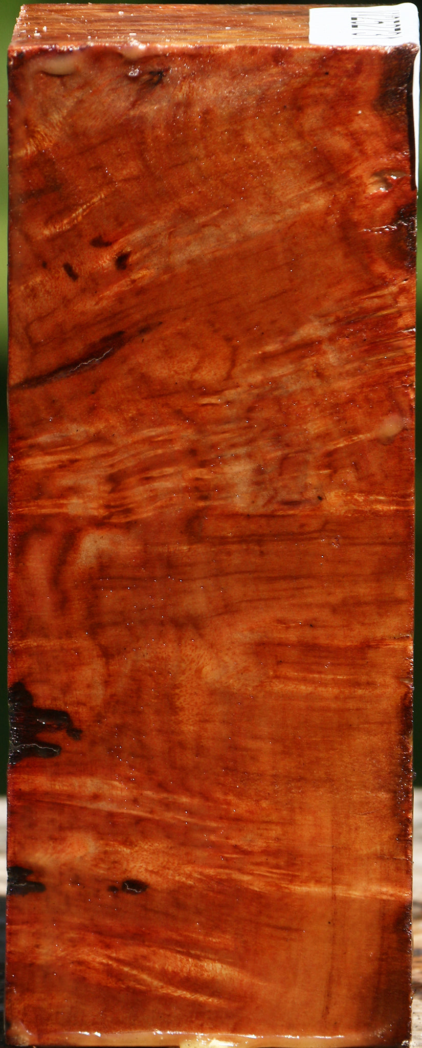 Rustic Camphor Burl Turning Square