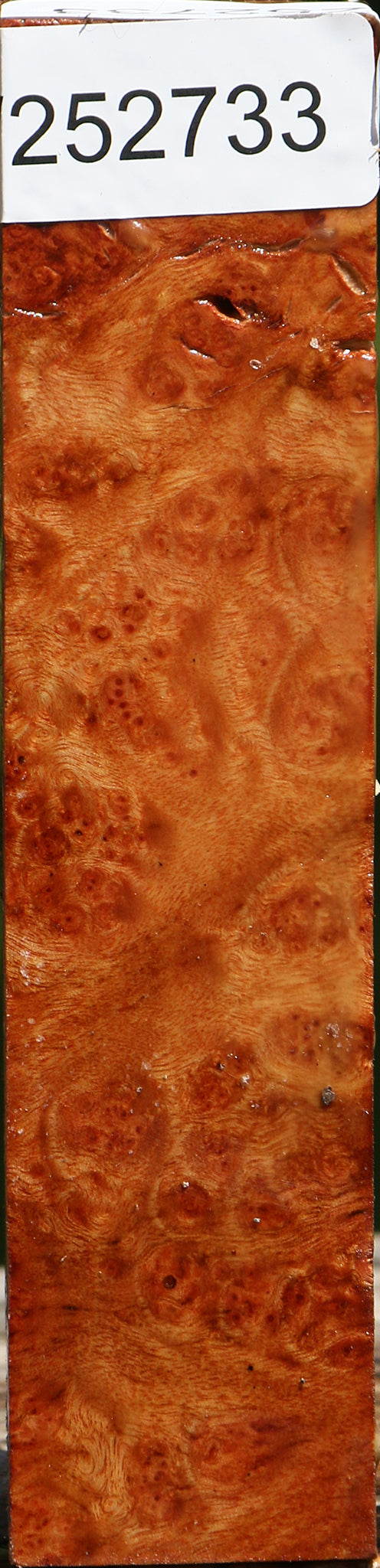 Camphor Burl Turning Blank