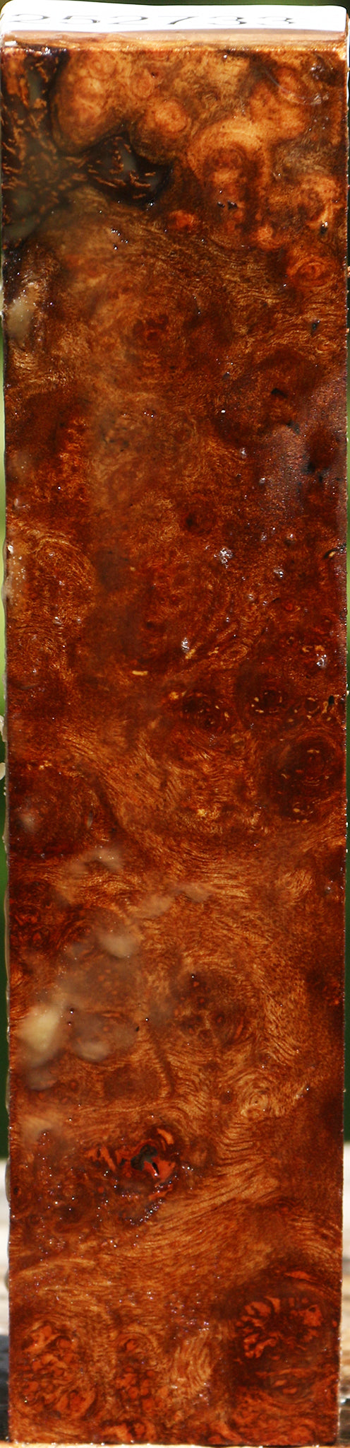 Camphor Burl Turning Blank