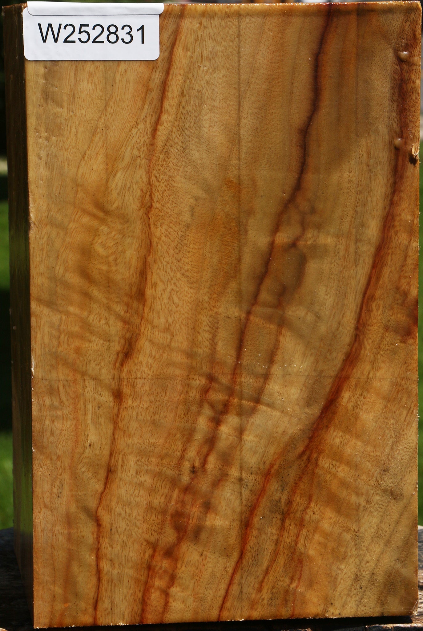 Extra Fancy Camphor Vessel Blank