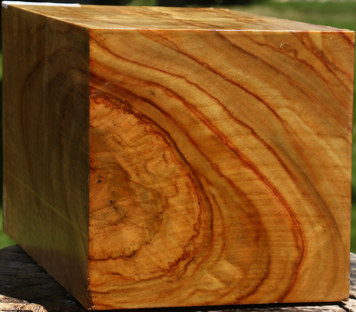 Extra Fancy Camphor Vessel Blank