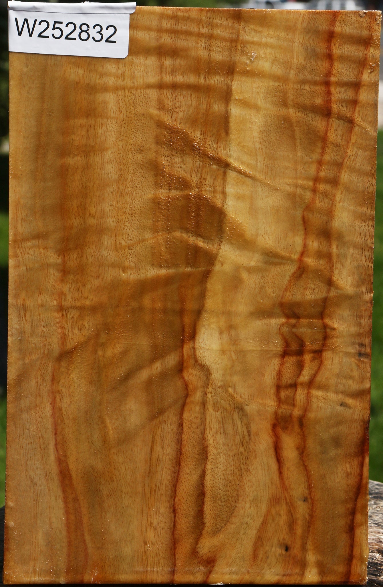 Extra Fancy Camphor Vessel Blank