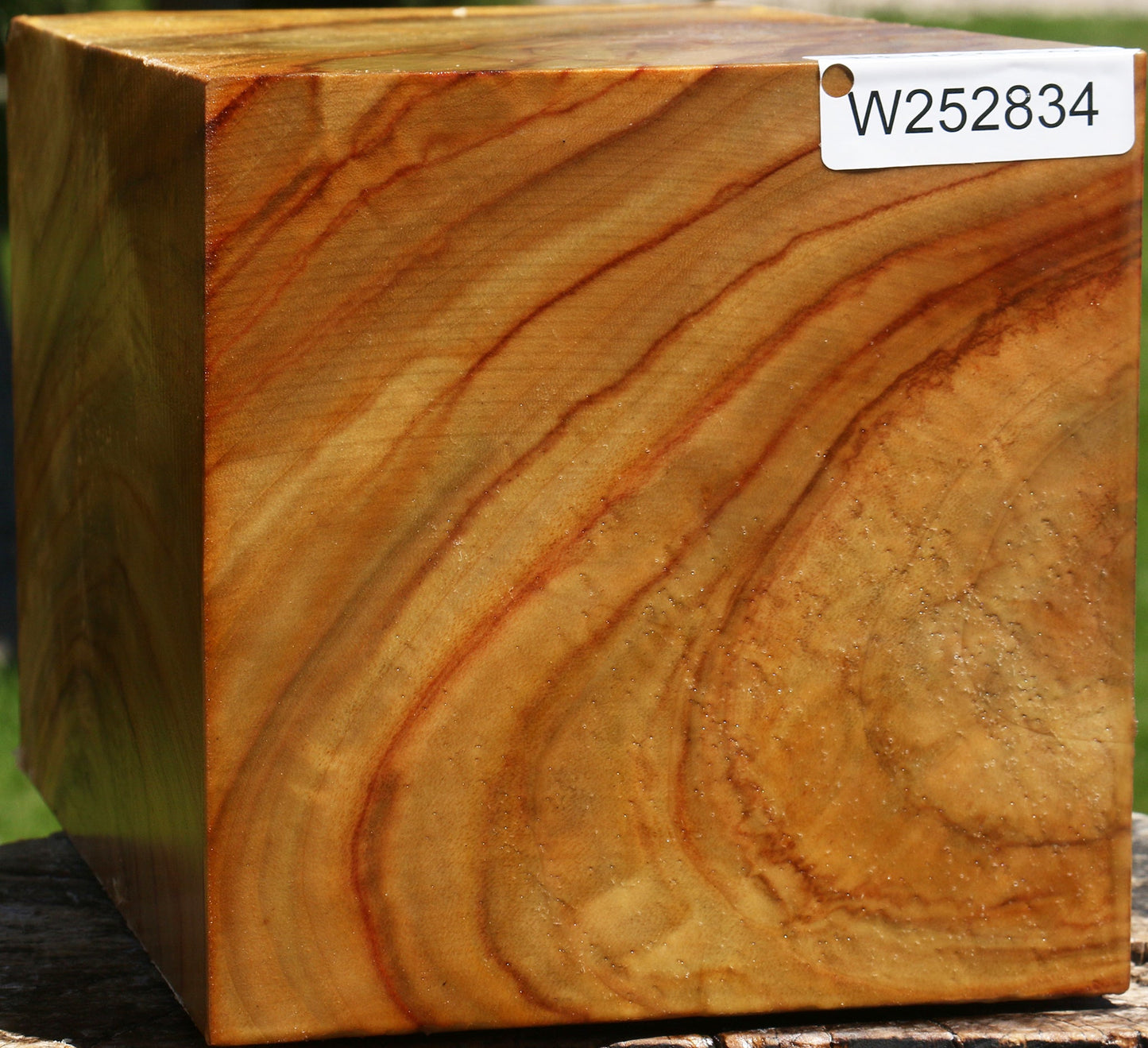 Extra Fancy Camphor Vessel Blank