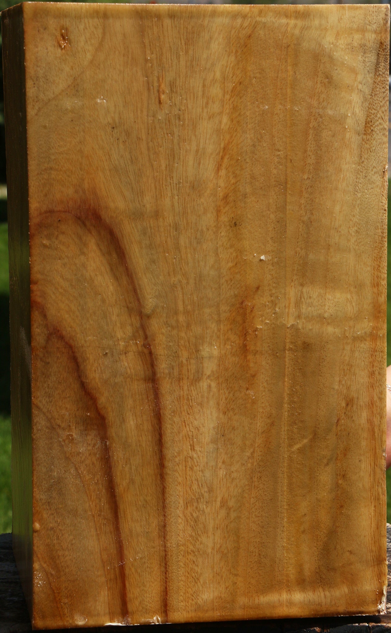Extra Fancy Camphor Vessel Blank