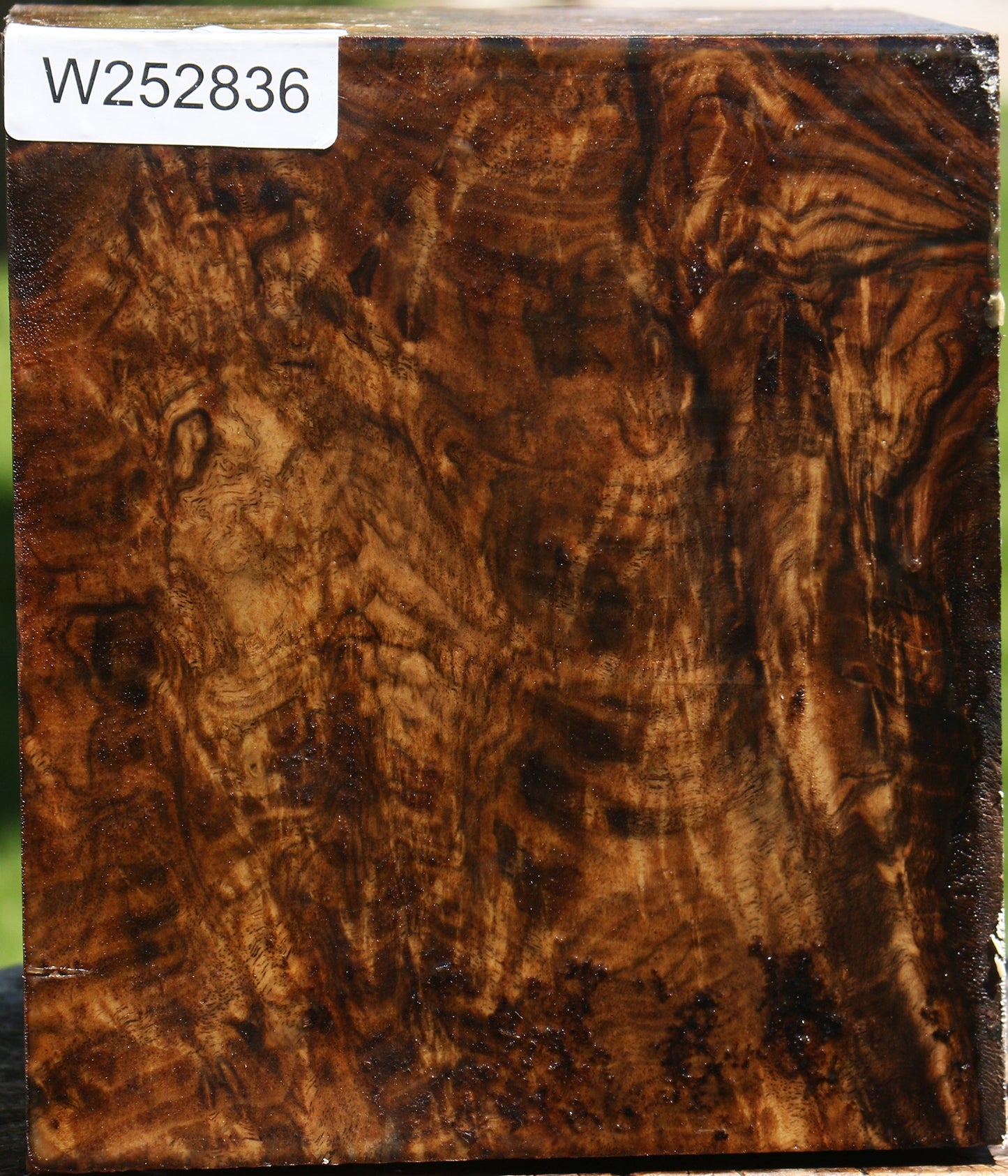 Grafted Claro Walnut Burl Vessel Blank