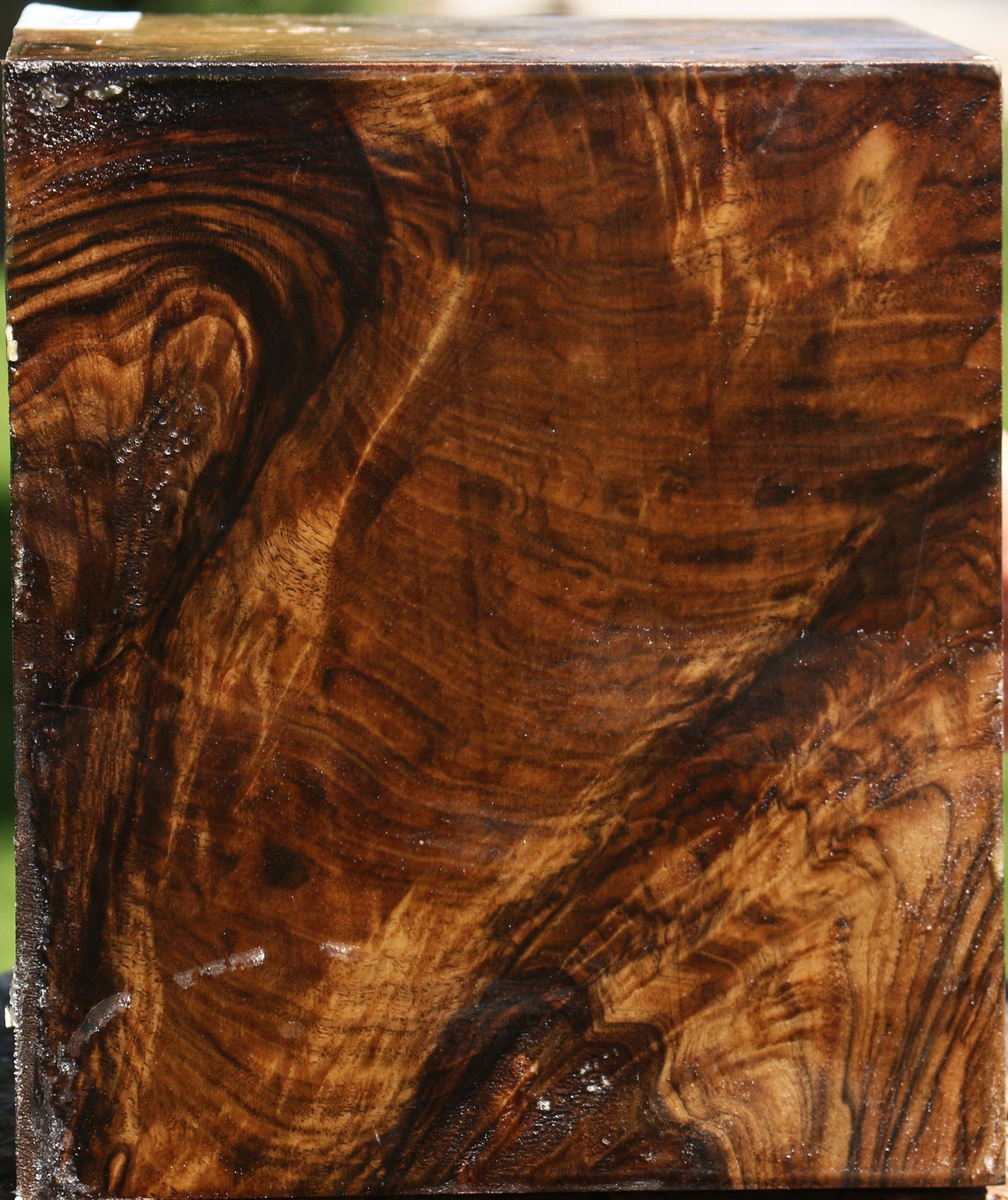 Grafted Claro Walnut Burl Vessel Blank