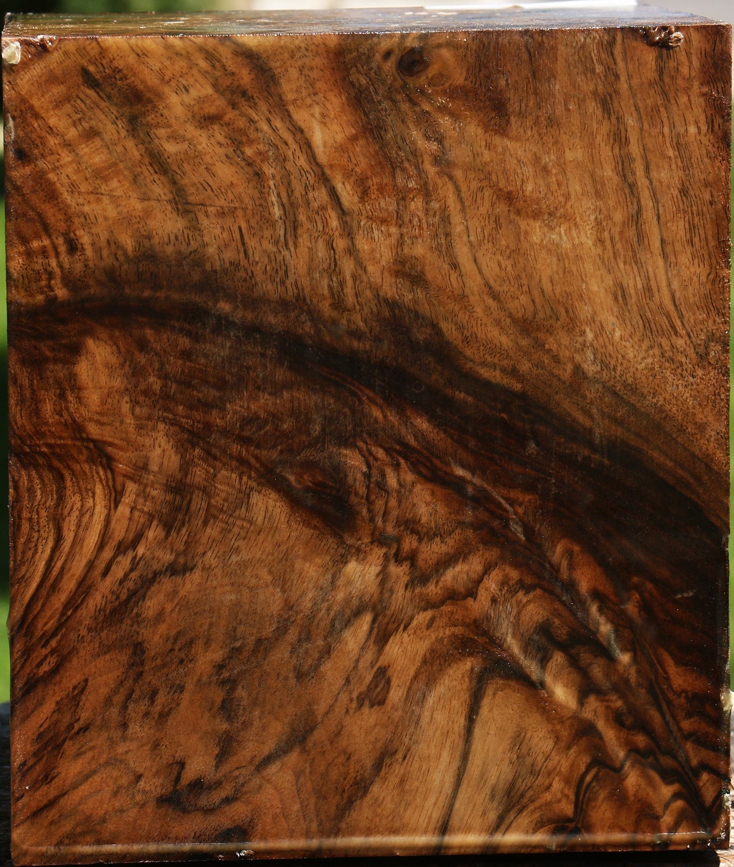 Grafted Claro Walnut Burl Vessel Blank