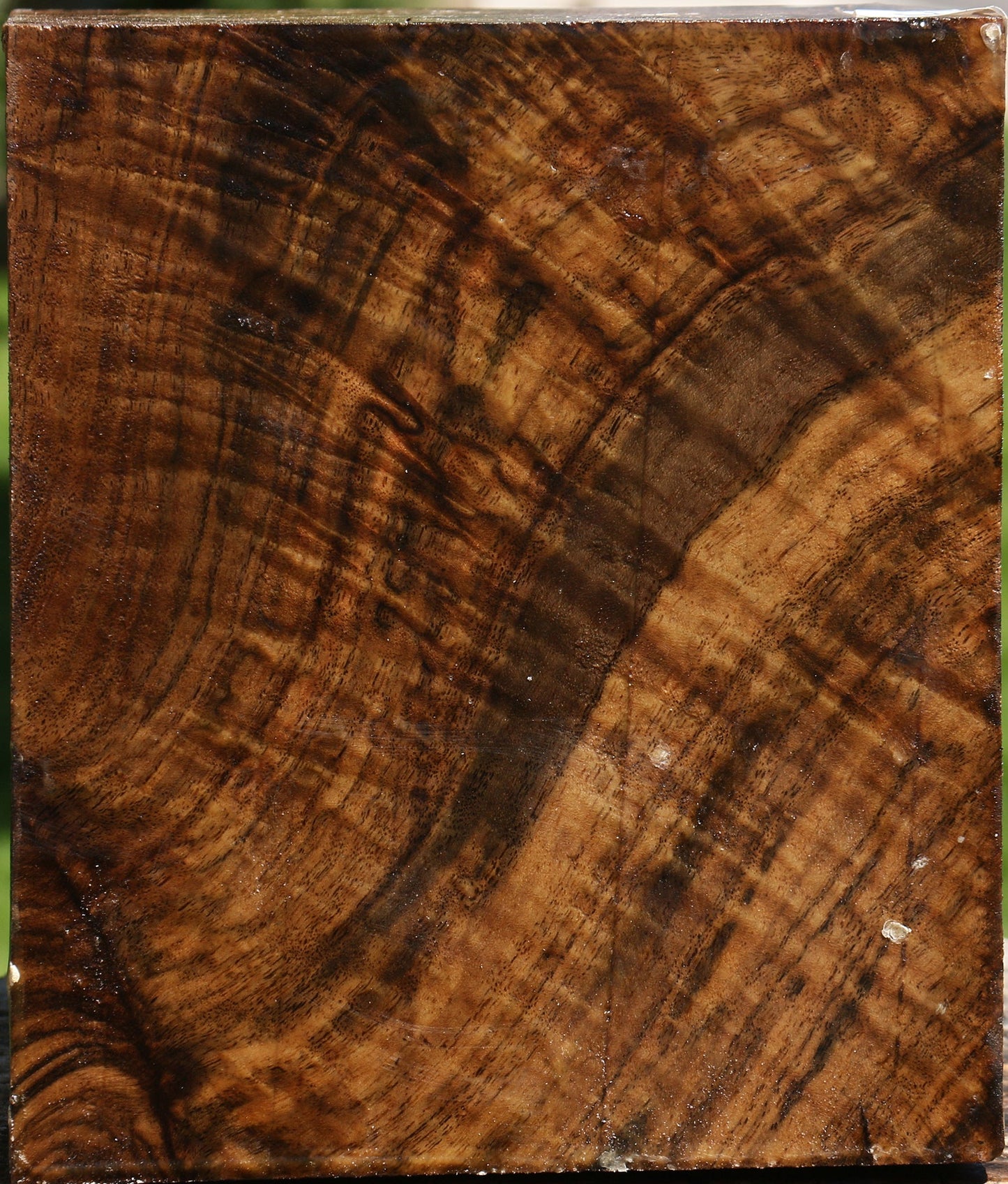 Grafted Claro Walnut Burl Vessel Blank