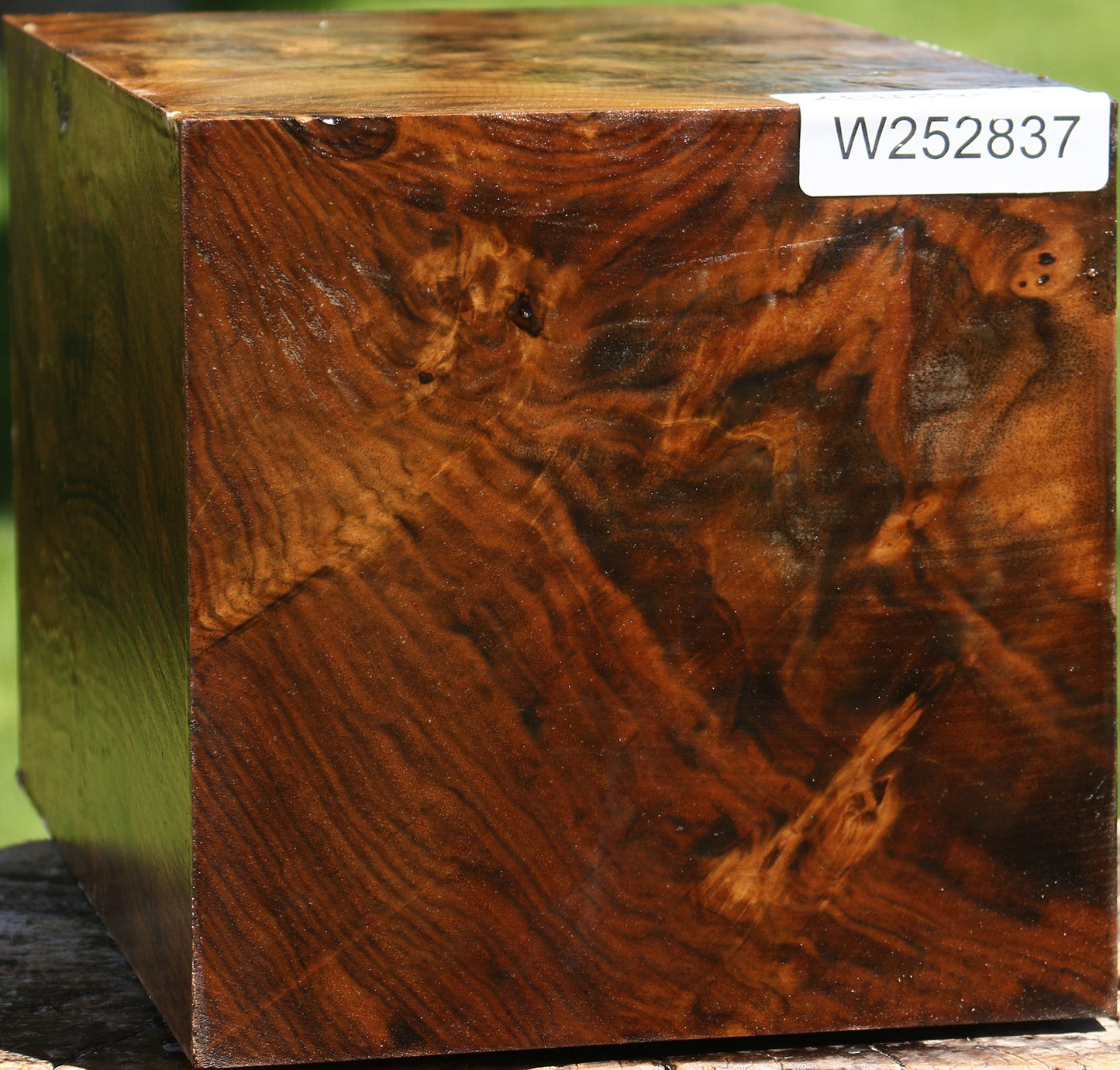 Extra Fancy Claro Walnut Vessel Blank
