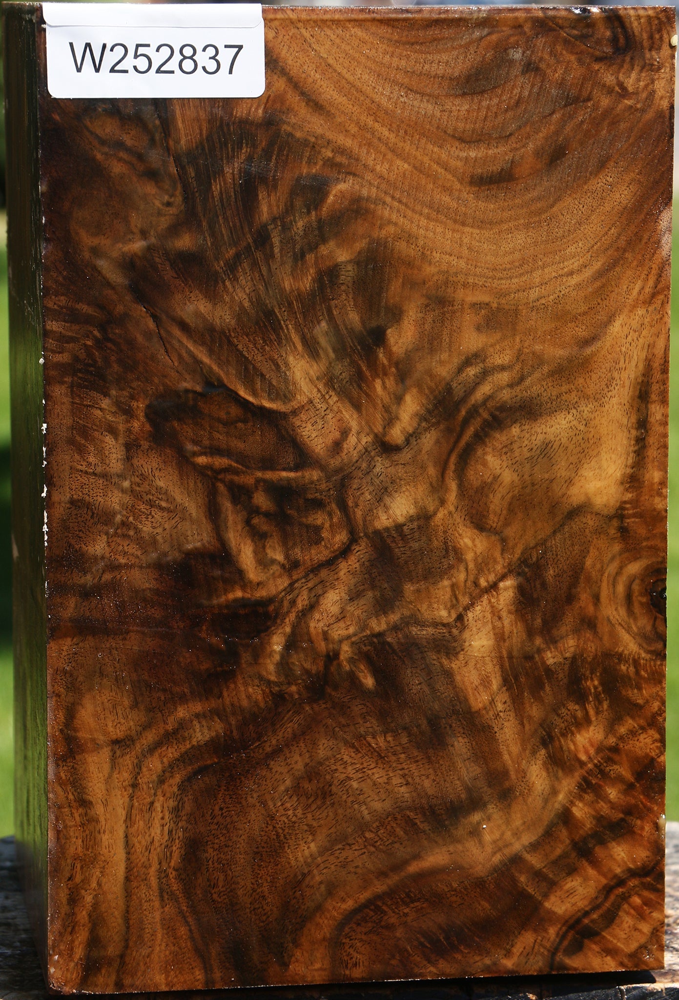 Extra Fancy Claro Walnut Vessel Blank