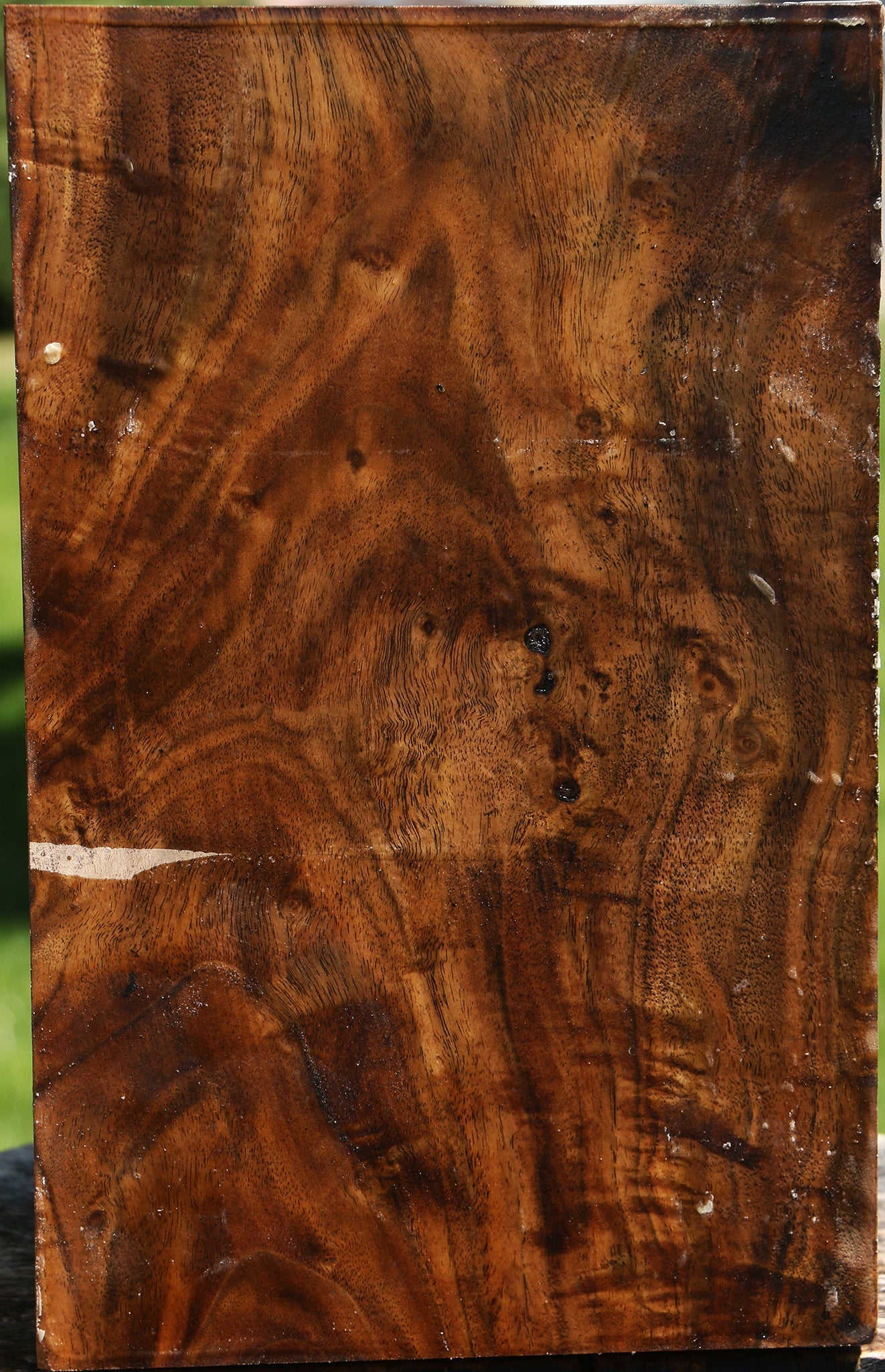 Extra Fancy Claro Walnut Vessel Blank