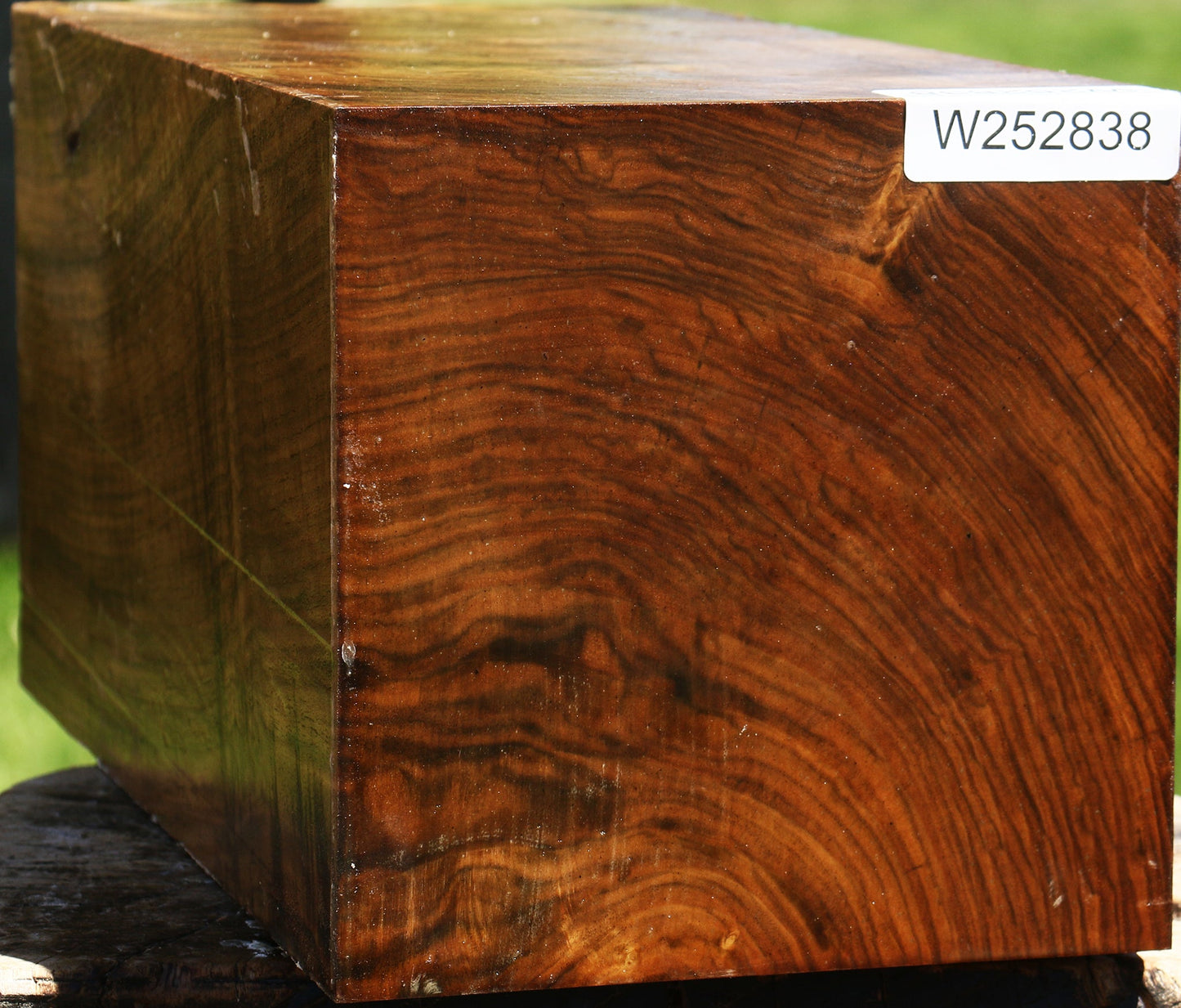 Extra Fancy Claro Walnut Vessel Blank
