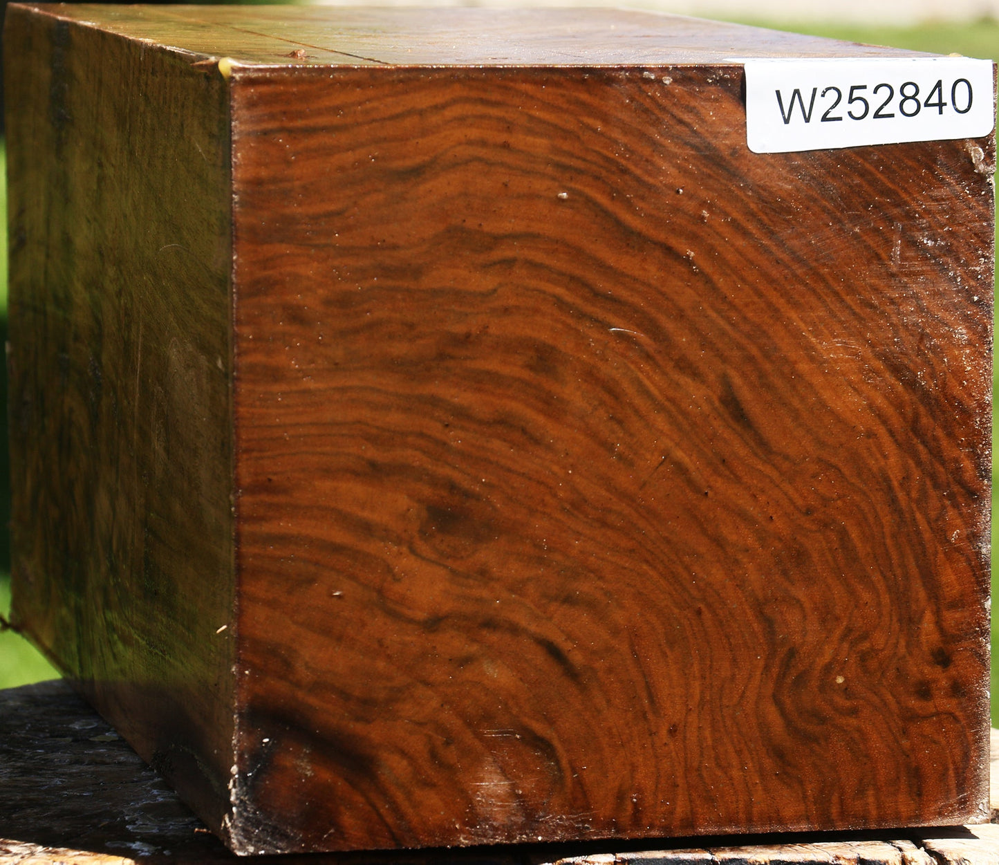 Extra Fancy Claro Walnut Vessel Blank