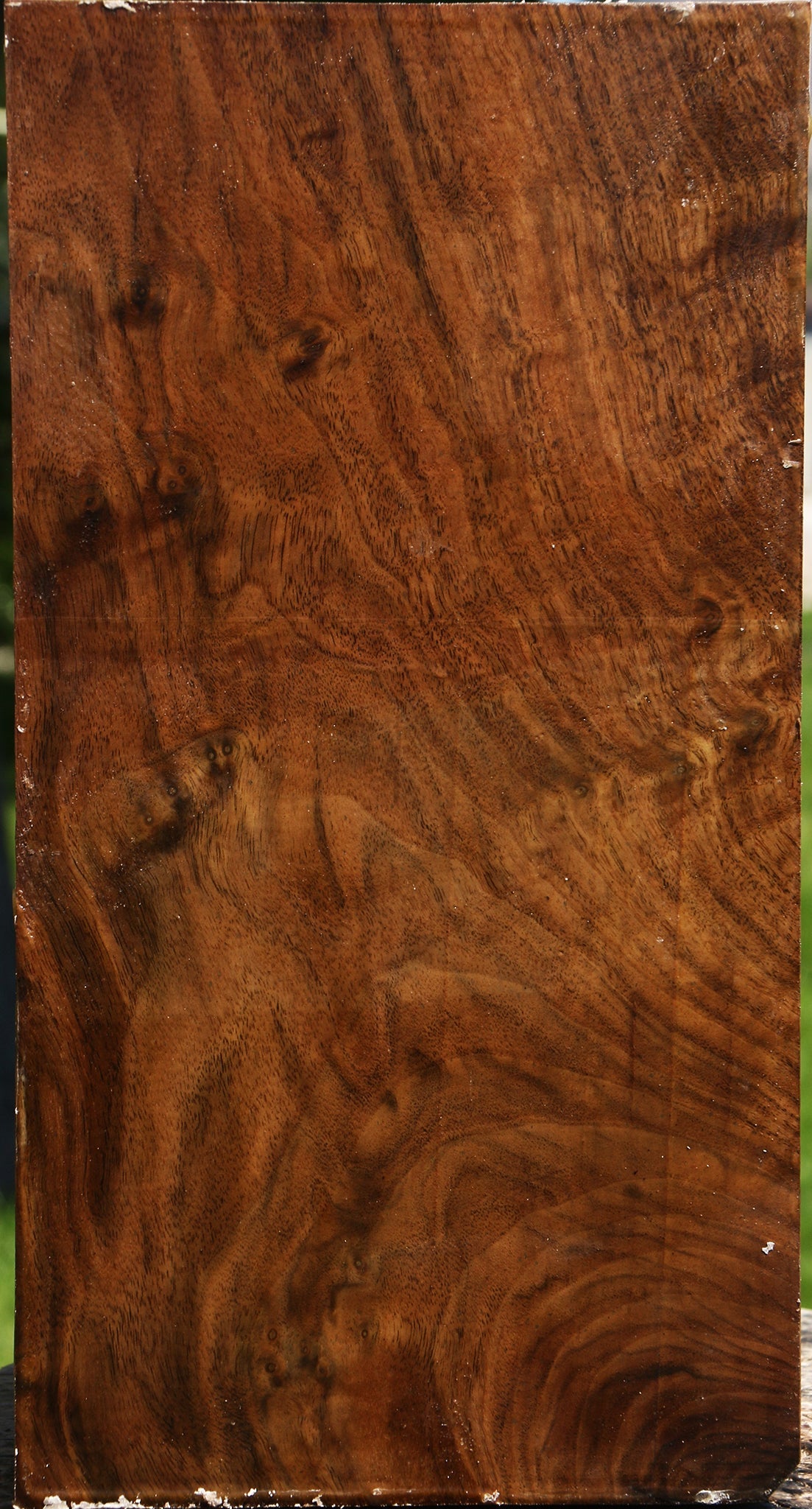 Extra Fancy Claro Walnut Vessel Blank