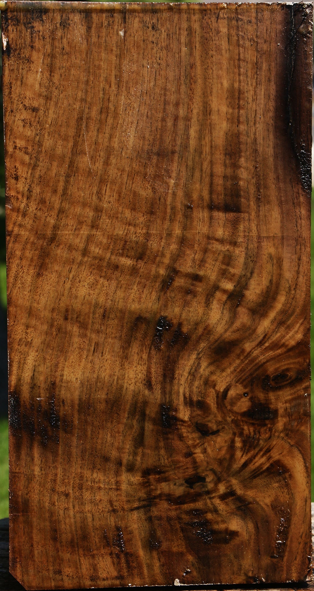 Extra Fancy Claro Walnut Vessel Blank