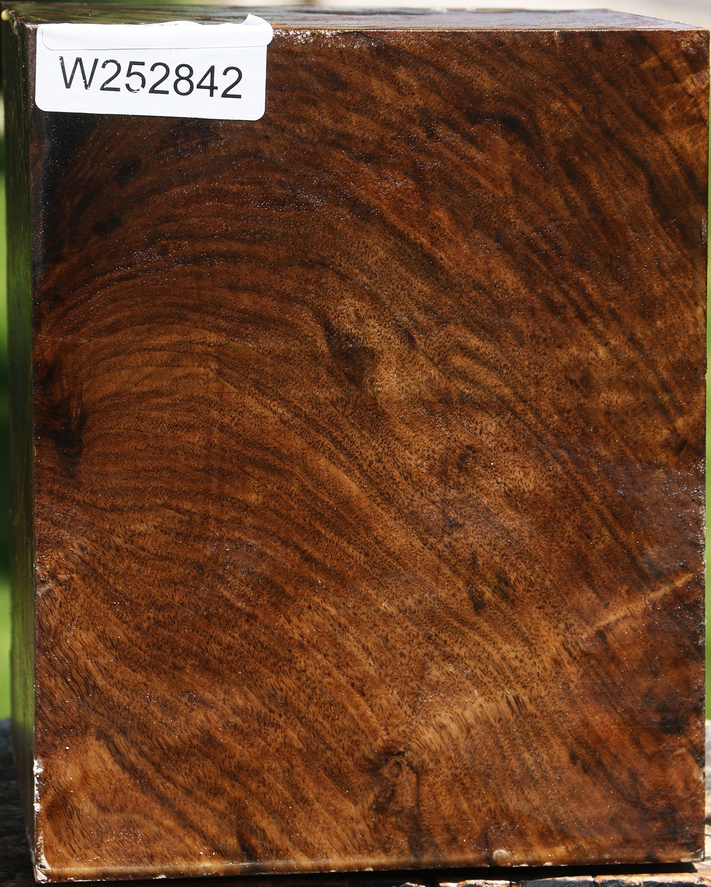 Extra Fancy Claro Walnut Vessel Blank