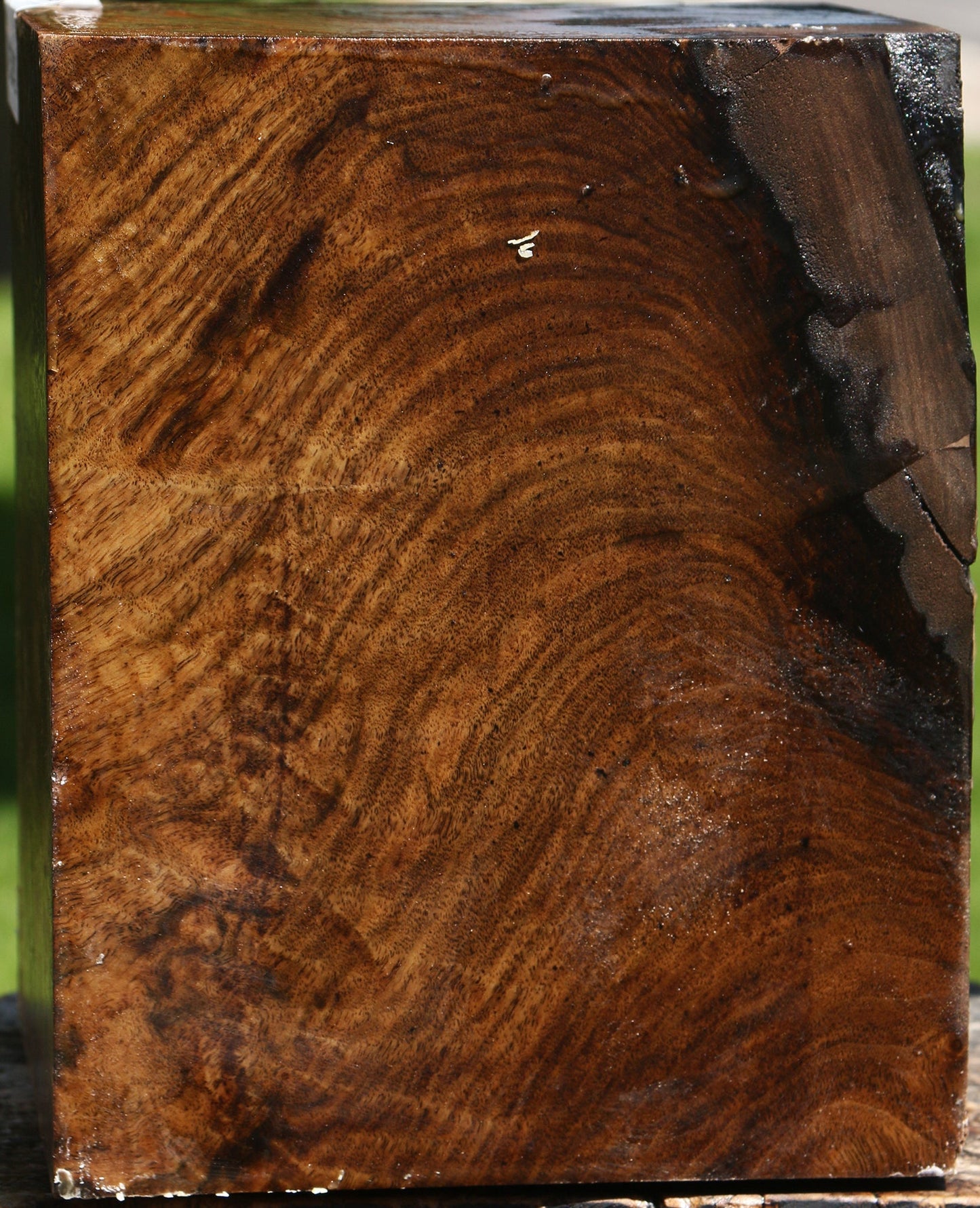 Extra Fancy Claro Walnut Vessel Blank