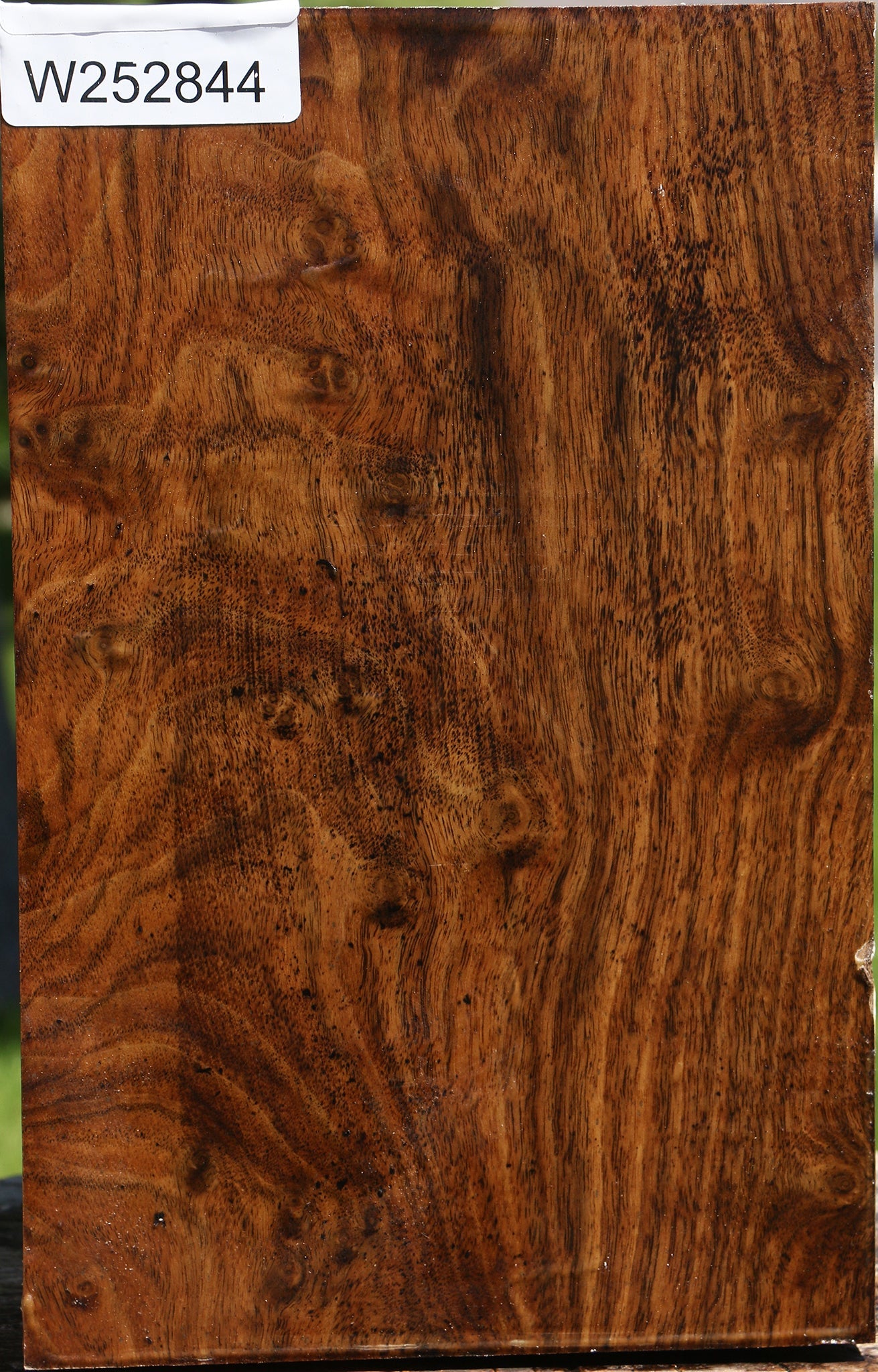 Extra Fancy Claro Walnut Vessel Blank