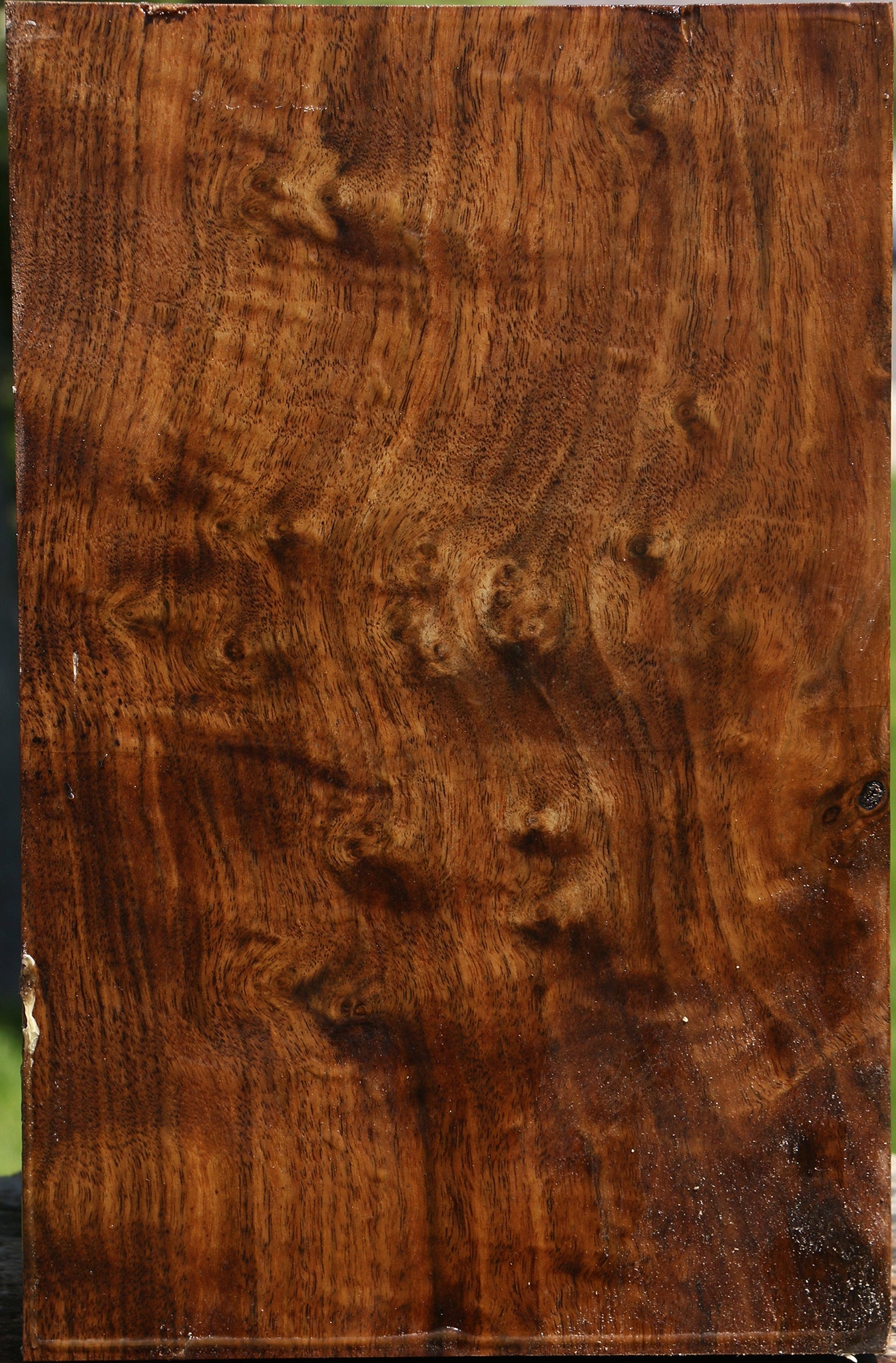 Extra Fancy Claro Walnut Vessel Blank