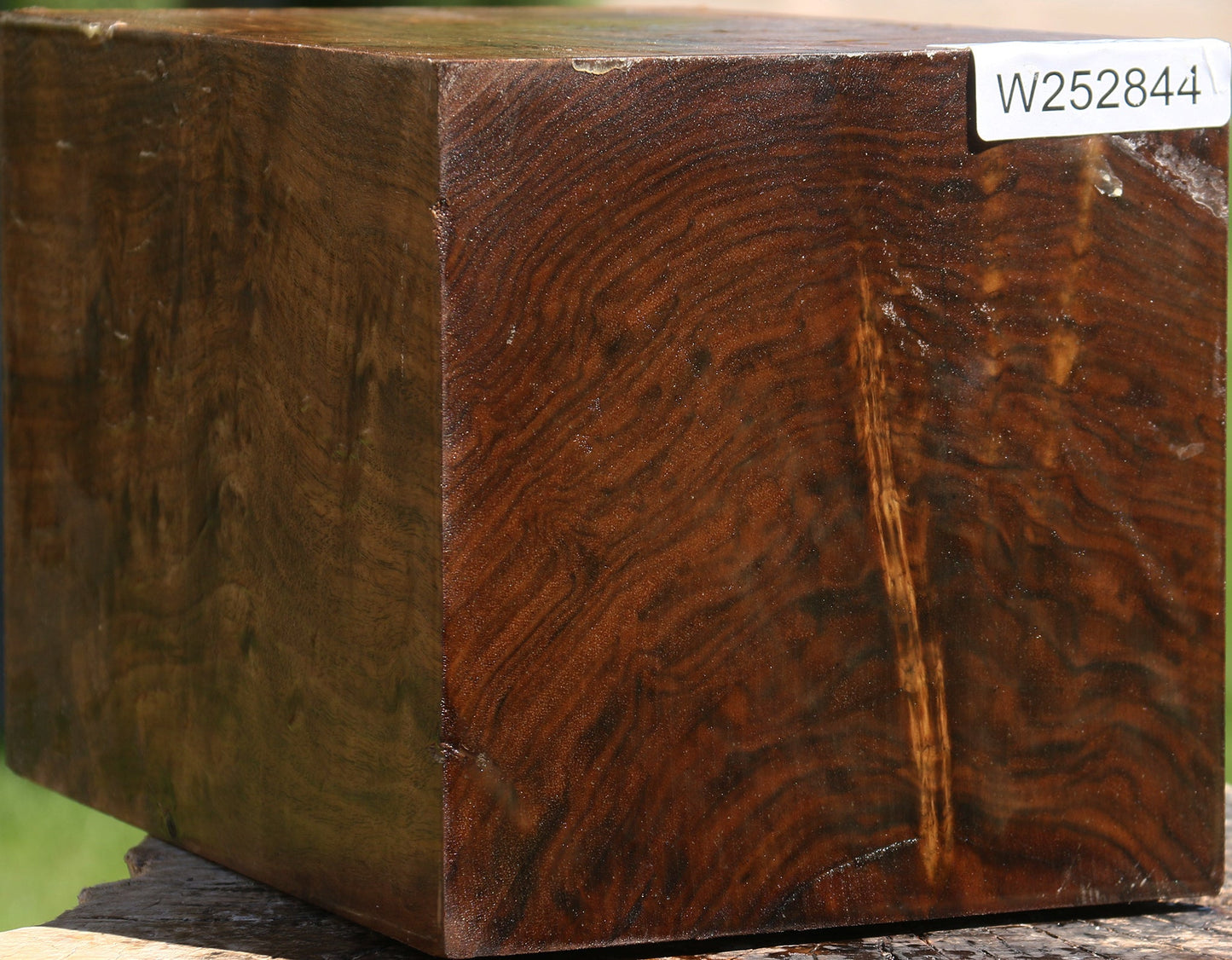 Extra Fancy Claro Walnut Vessel Blank