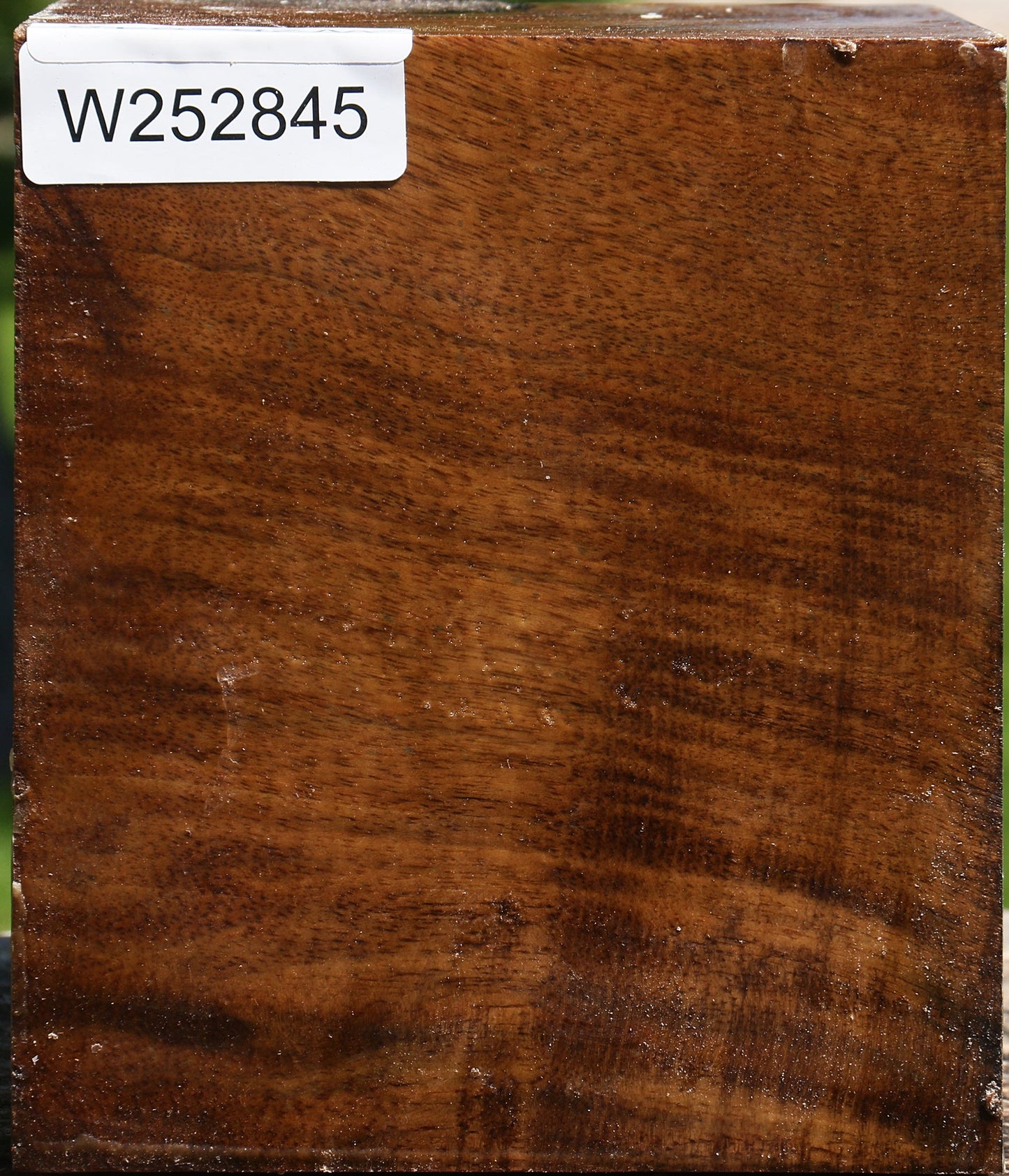 Extra Fancy Claro Walnut Vessel Blank