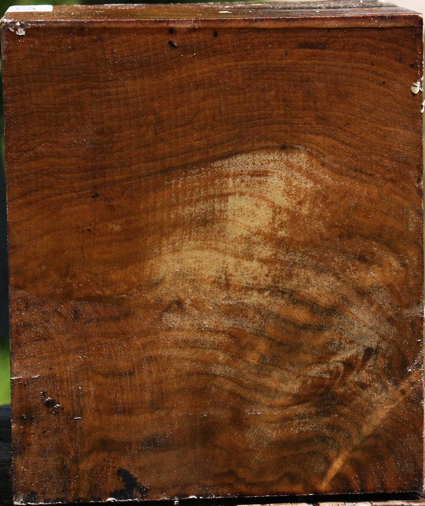 Extra Fancy Claro Walnut Vessel Blank