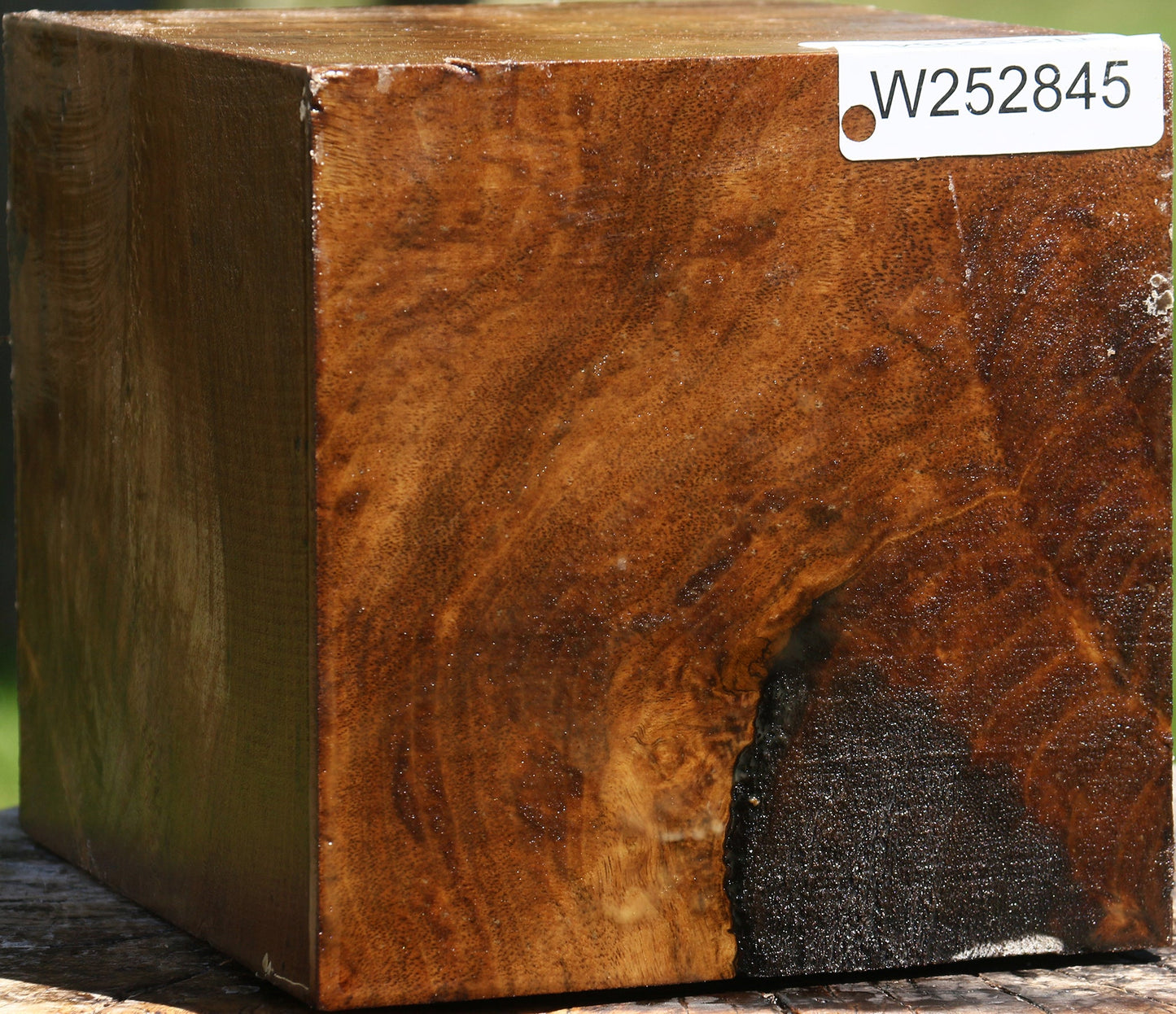 Extra Fancy Claro Walnut Vessel Blank