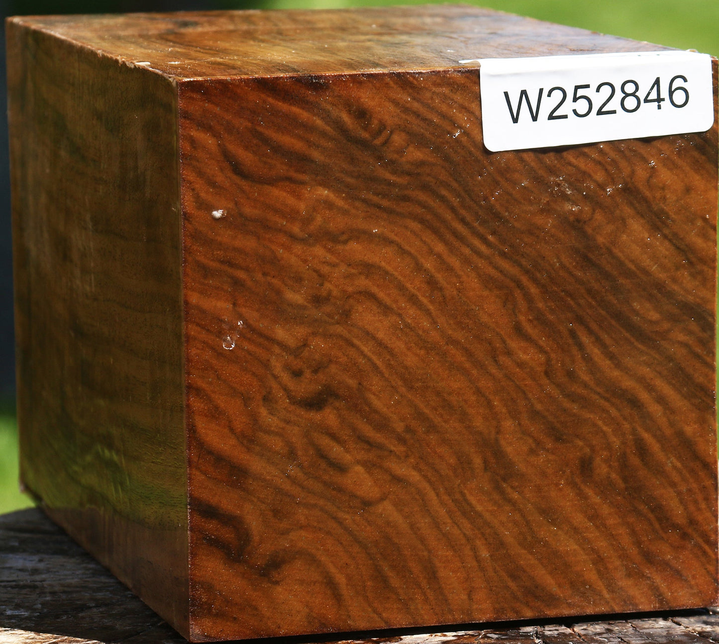 Figured Claro Walnut Vessel Blank
