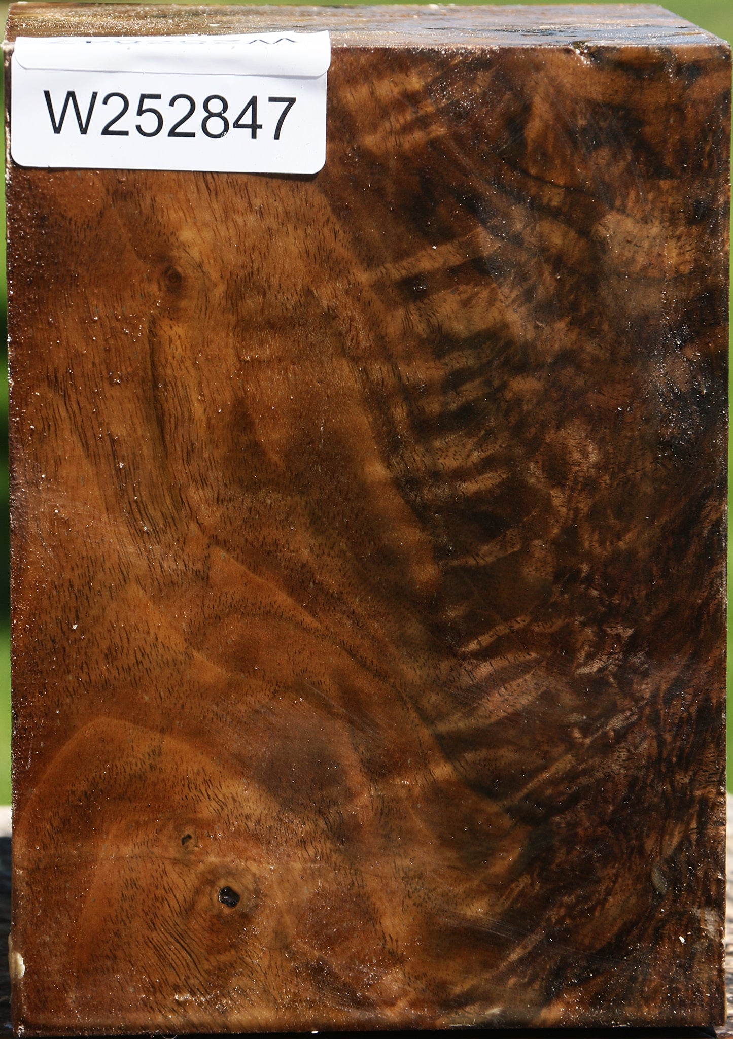 Extra Fancy Claro Walnut Vessel Blank