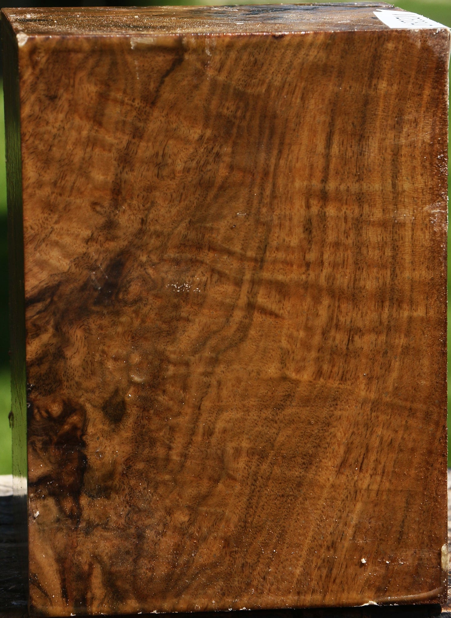 Extra Fancy Claro Walnut Vessel Blank