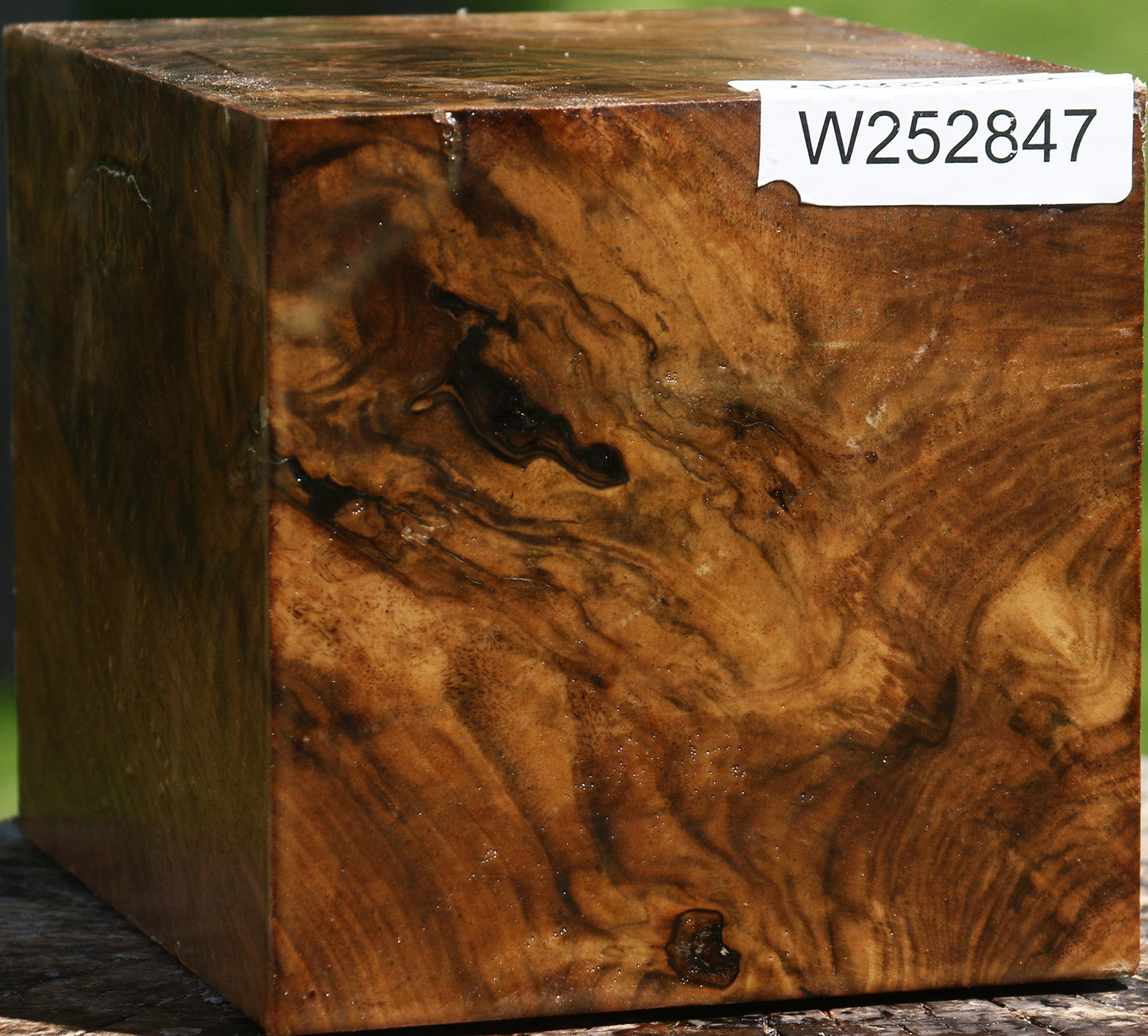 Extra Fancy Claro Walnut Vessel Blank