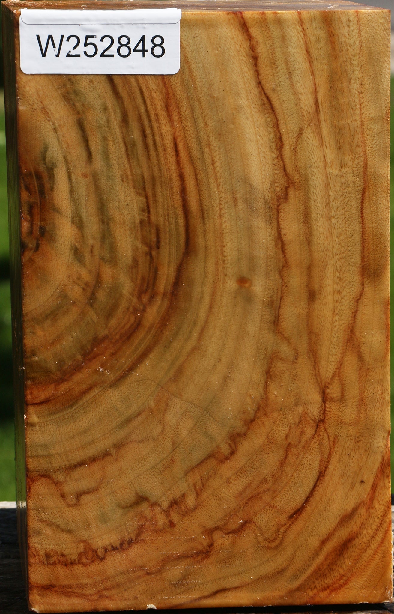 Extra Fancy Camphor Vessel Blank