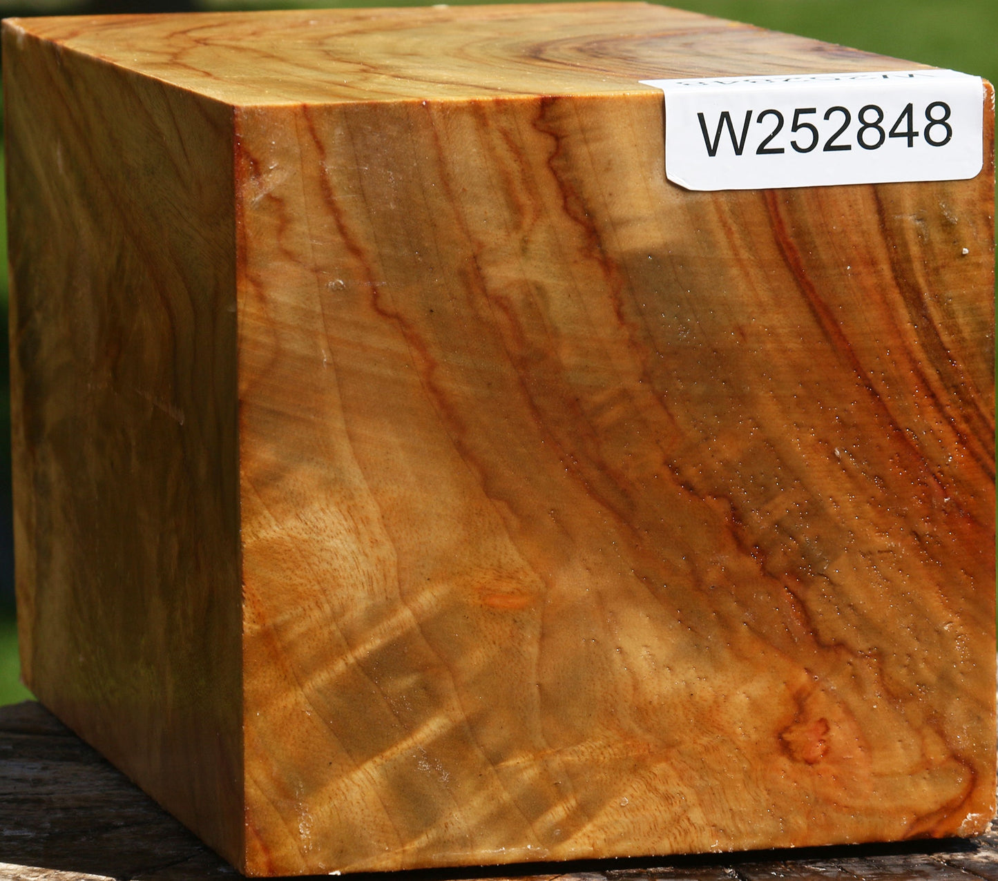 Extra Fancy Camphor Vessel Blank