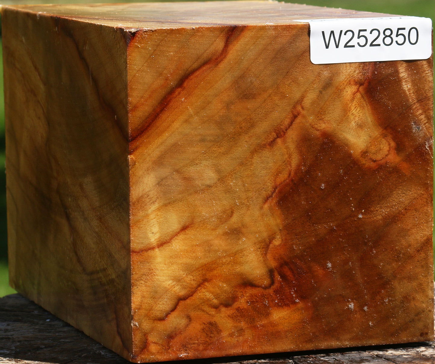 Extra Fancy Camphor Vessel Blank