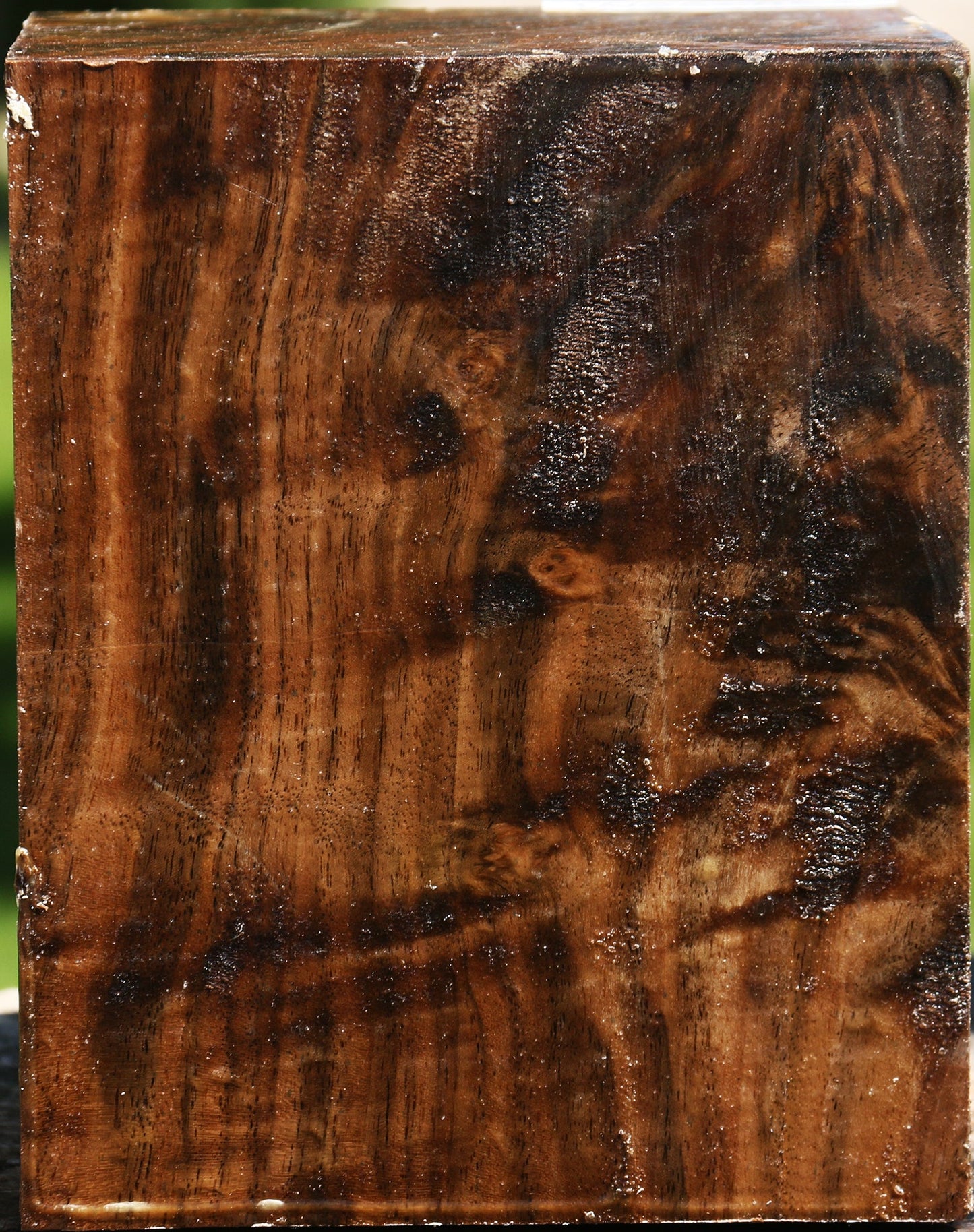 Extra Fancy Claro Walnut Vessel Blank