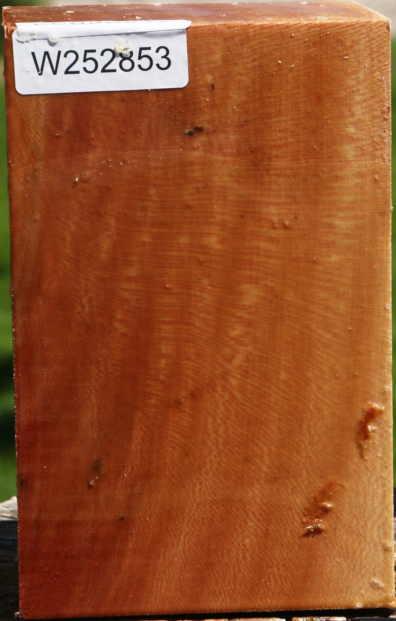 Sycamore Vessel Blank