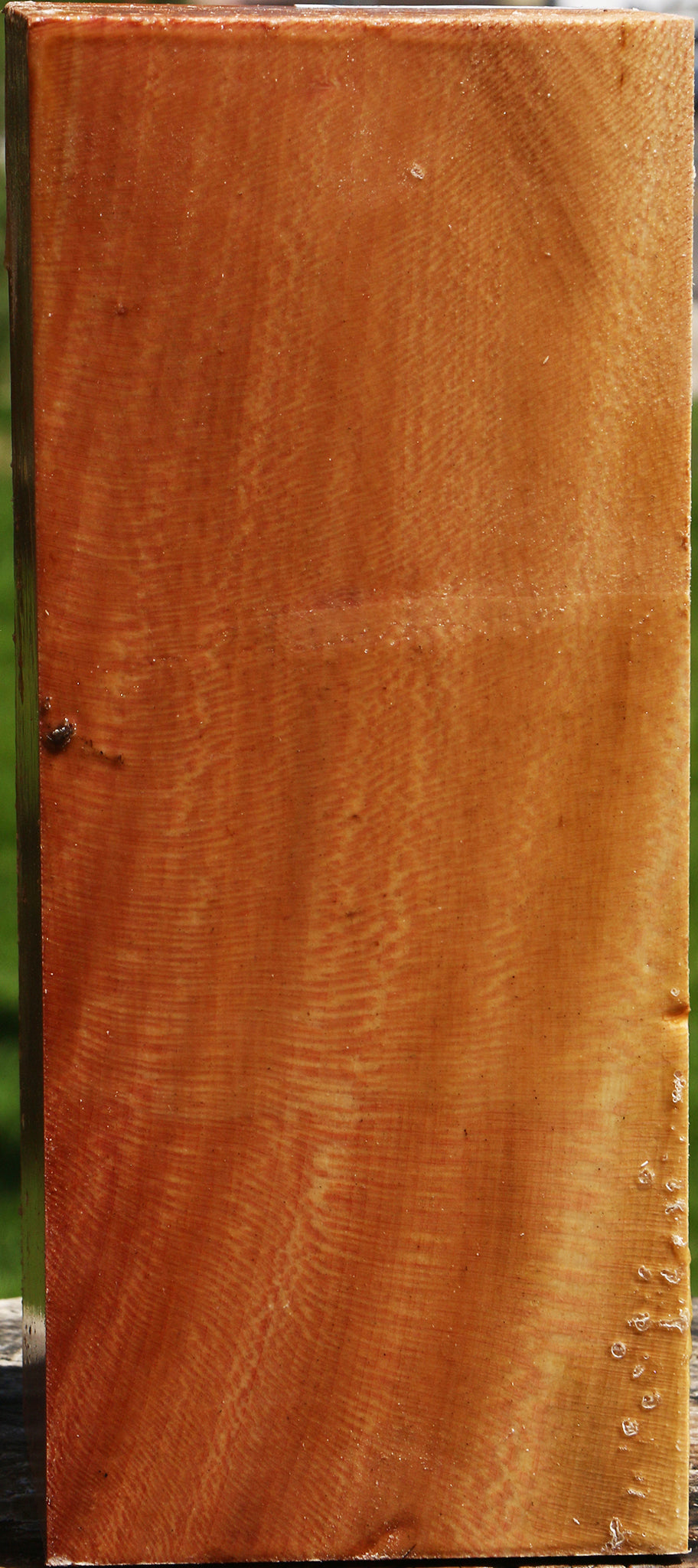 Sycamore Vessel Blank