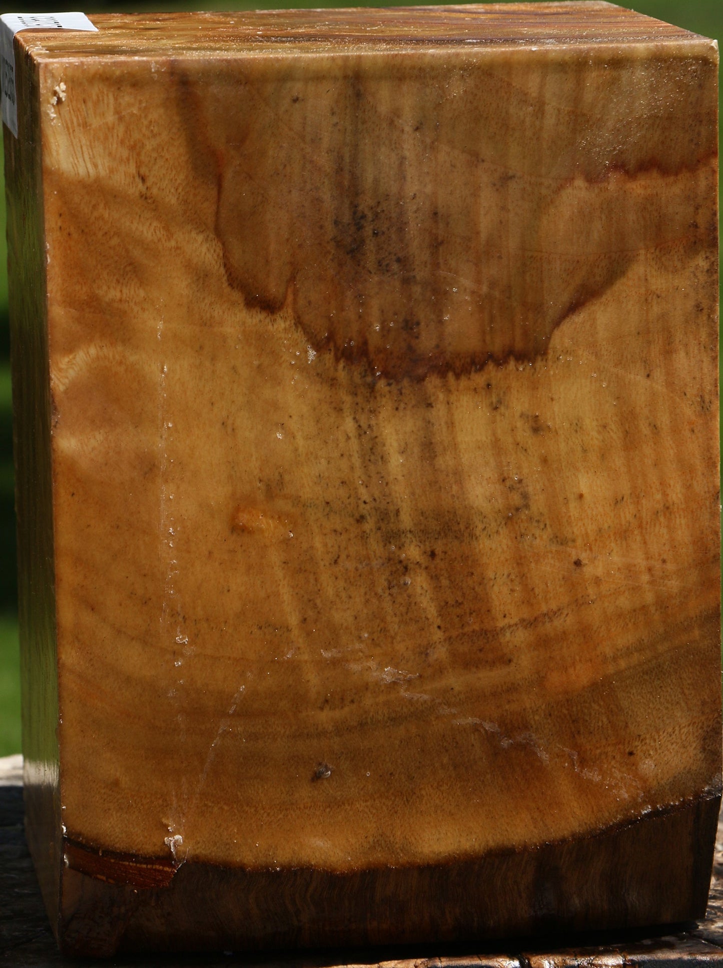 Extra Fancy Camphor Vessel Blank