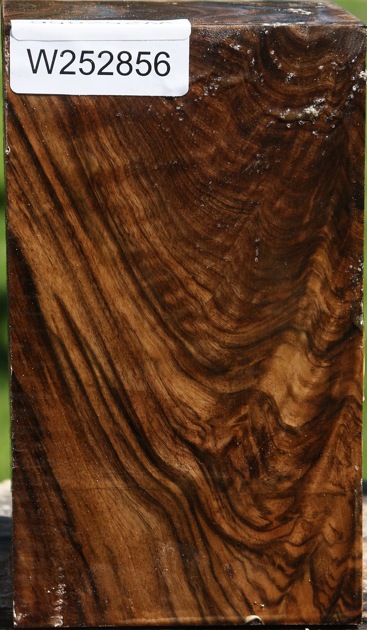 Extra Fancy Claro Walnut Vessel Blank