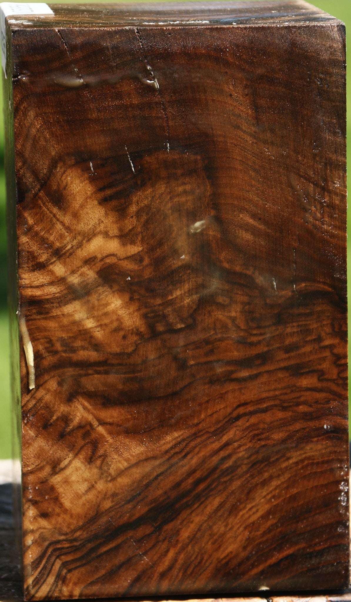 Extra Fancy Claro Walnut Vessel Blank