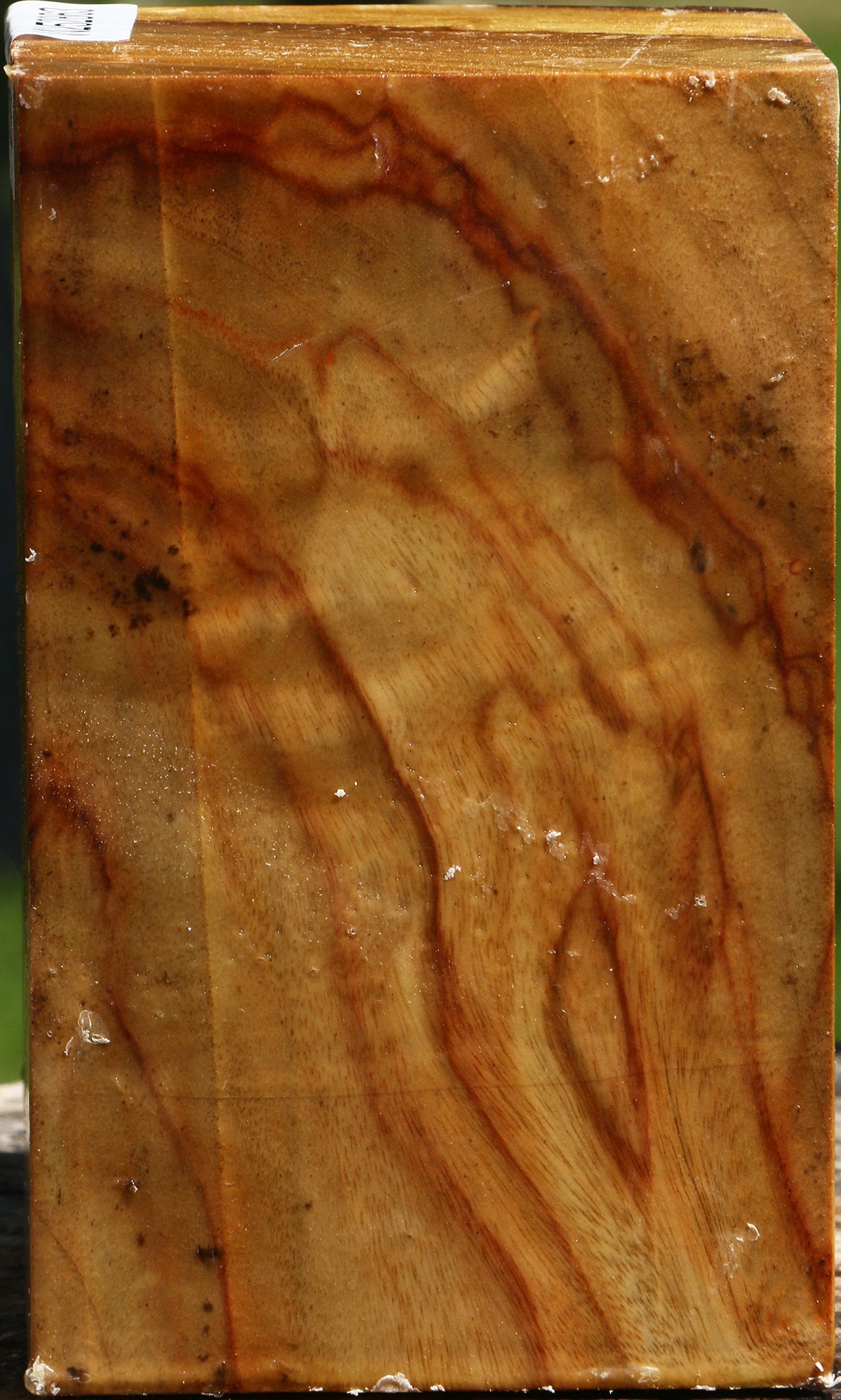 Figured Camphor Vessel Blank