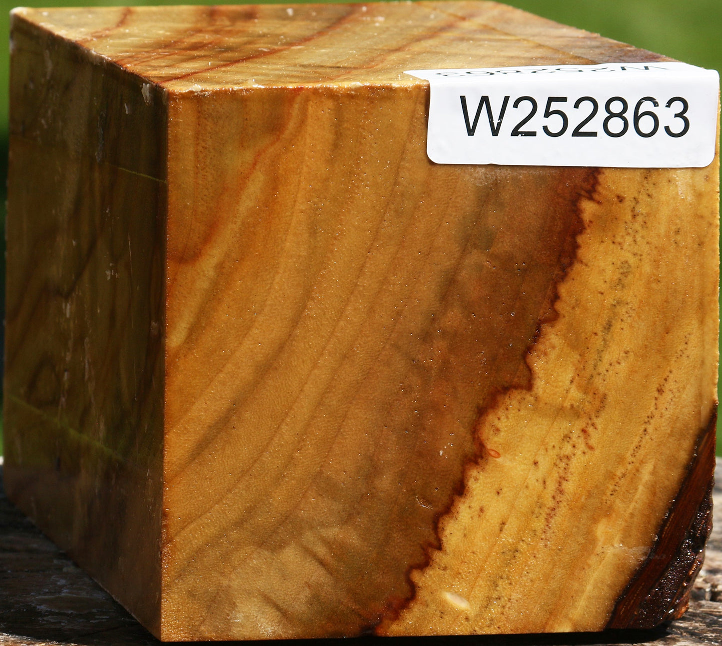 Figured Camphor Vessel Blank