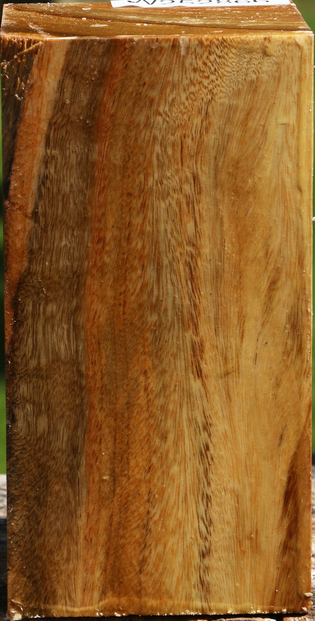 Camphor Turning Square