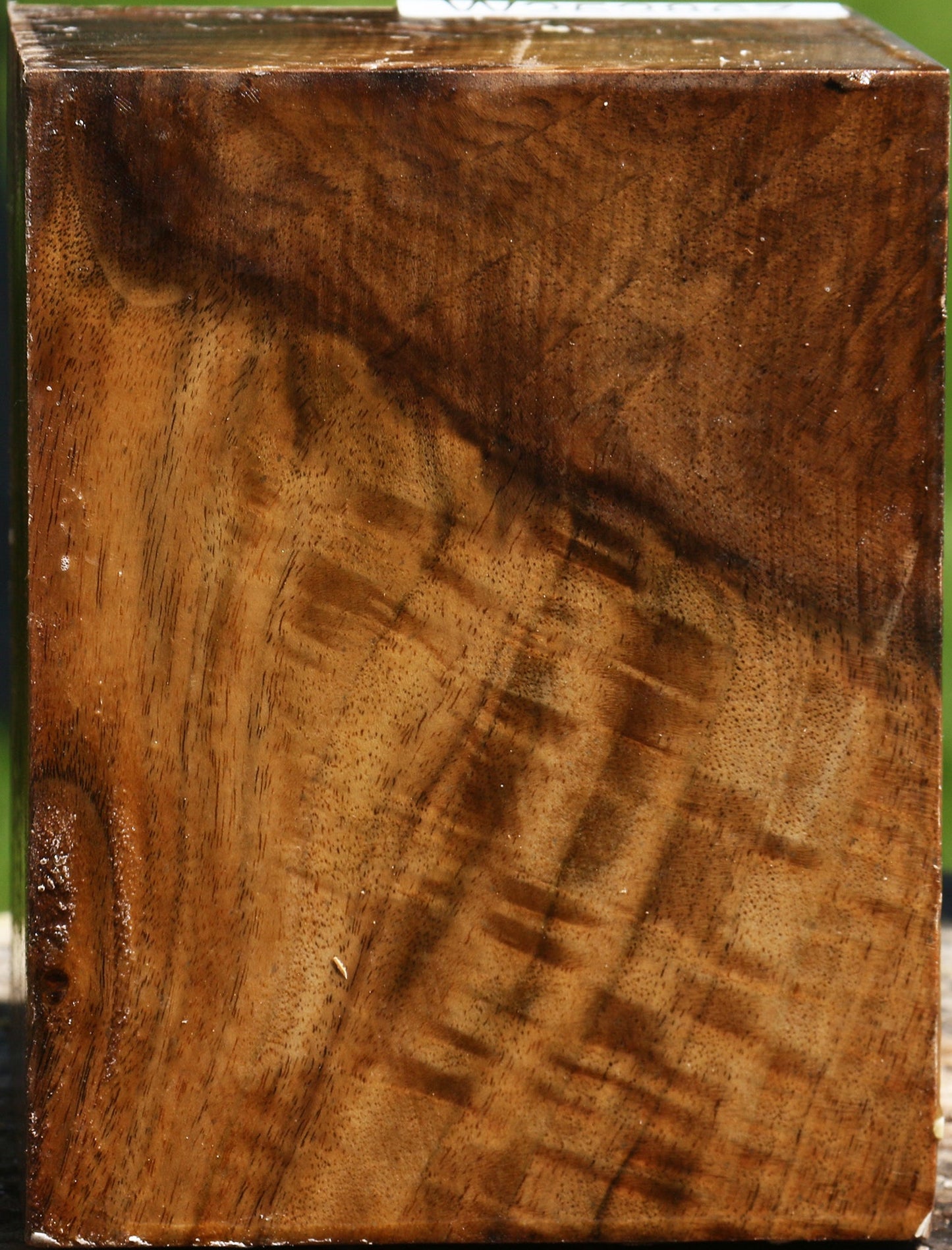 Extra Fancy Grafted Claro Walnut Bowl Blank