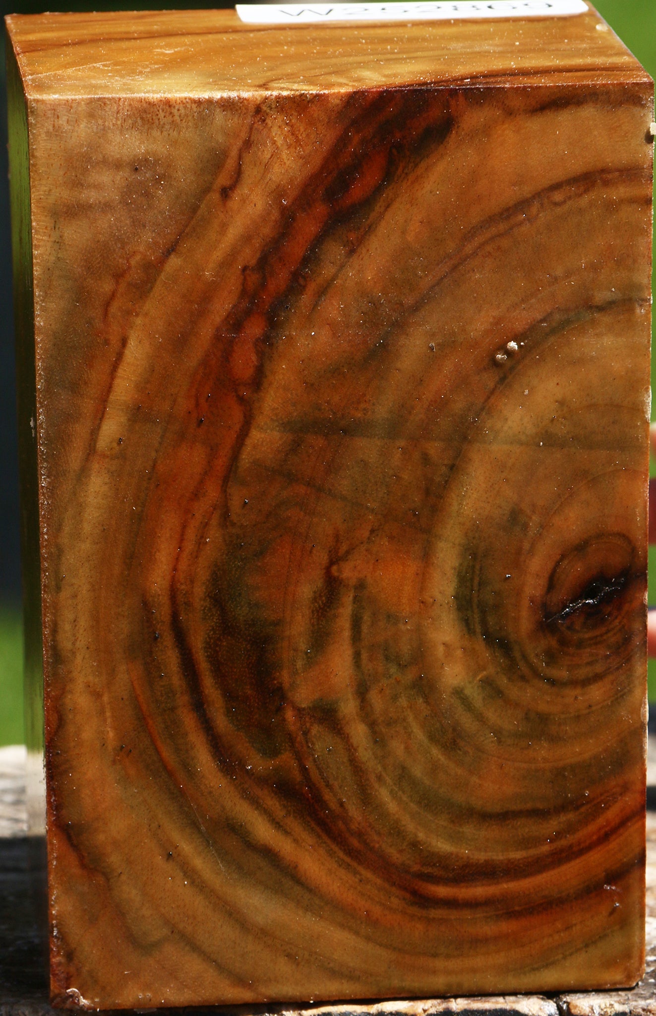 Camphor Turning Square