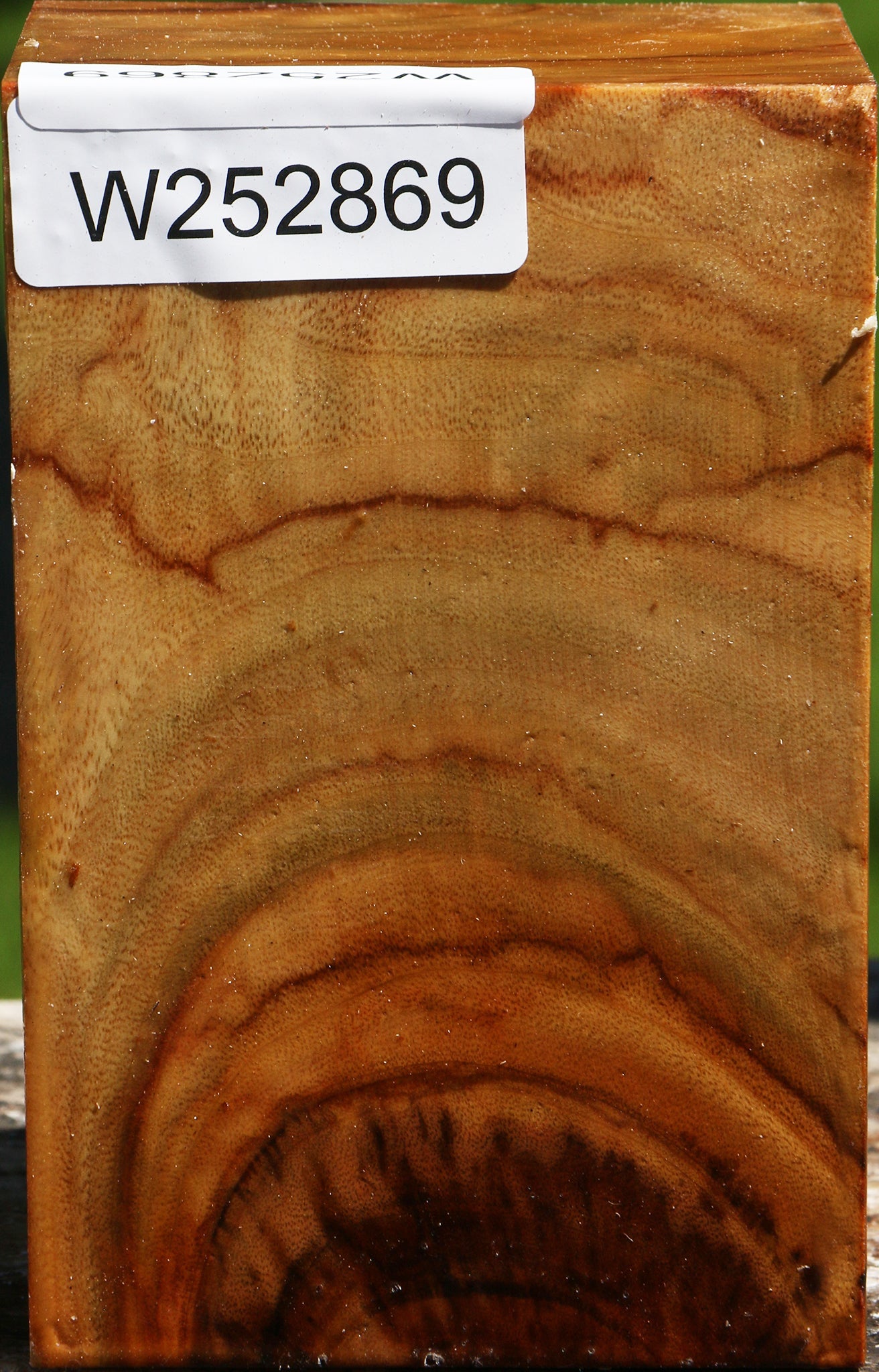 Camphor Turning Square